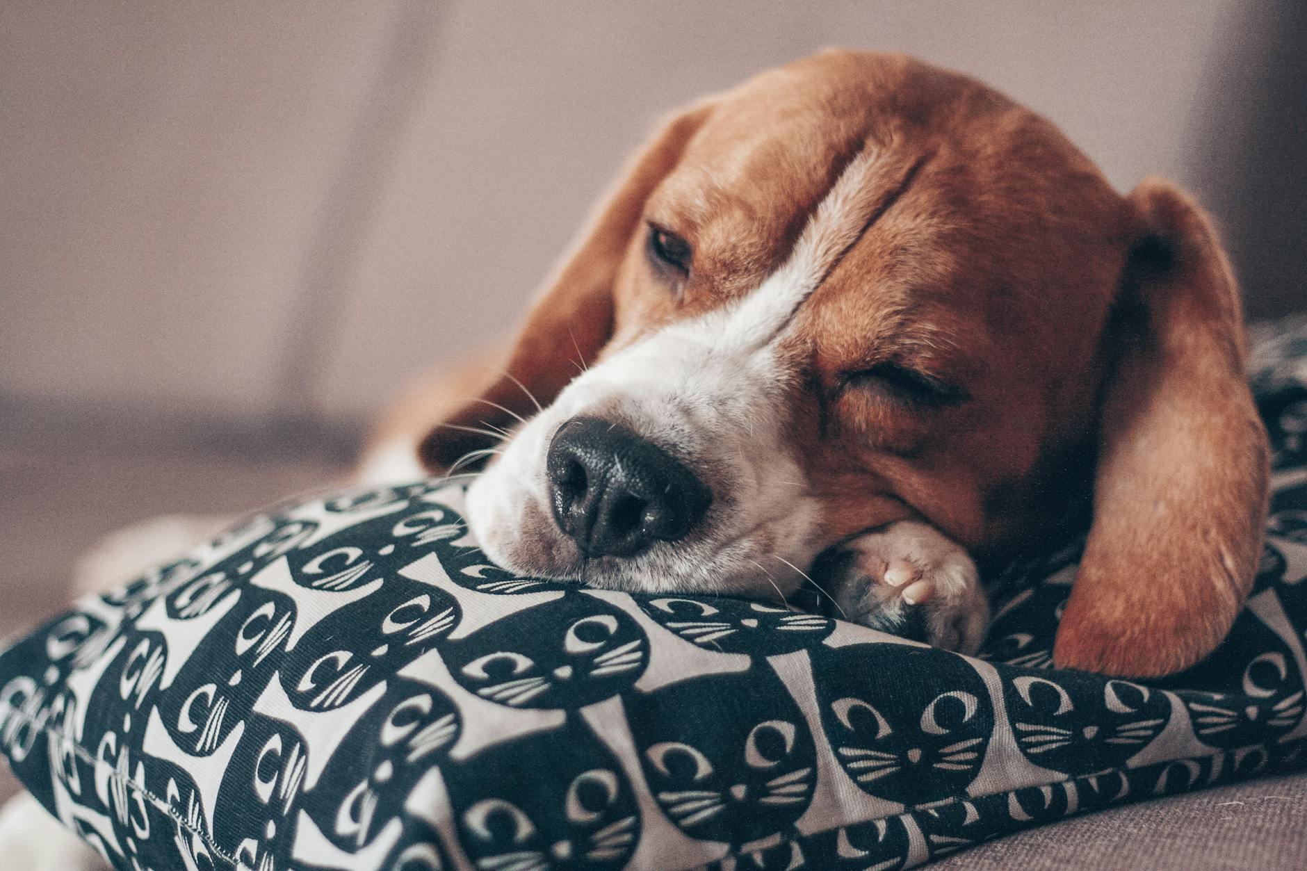 Dog Sleeping Patterns Changes Pain