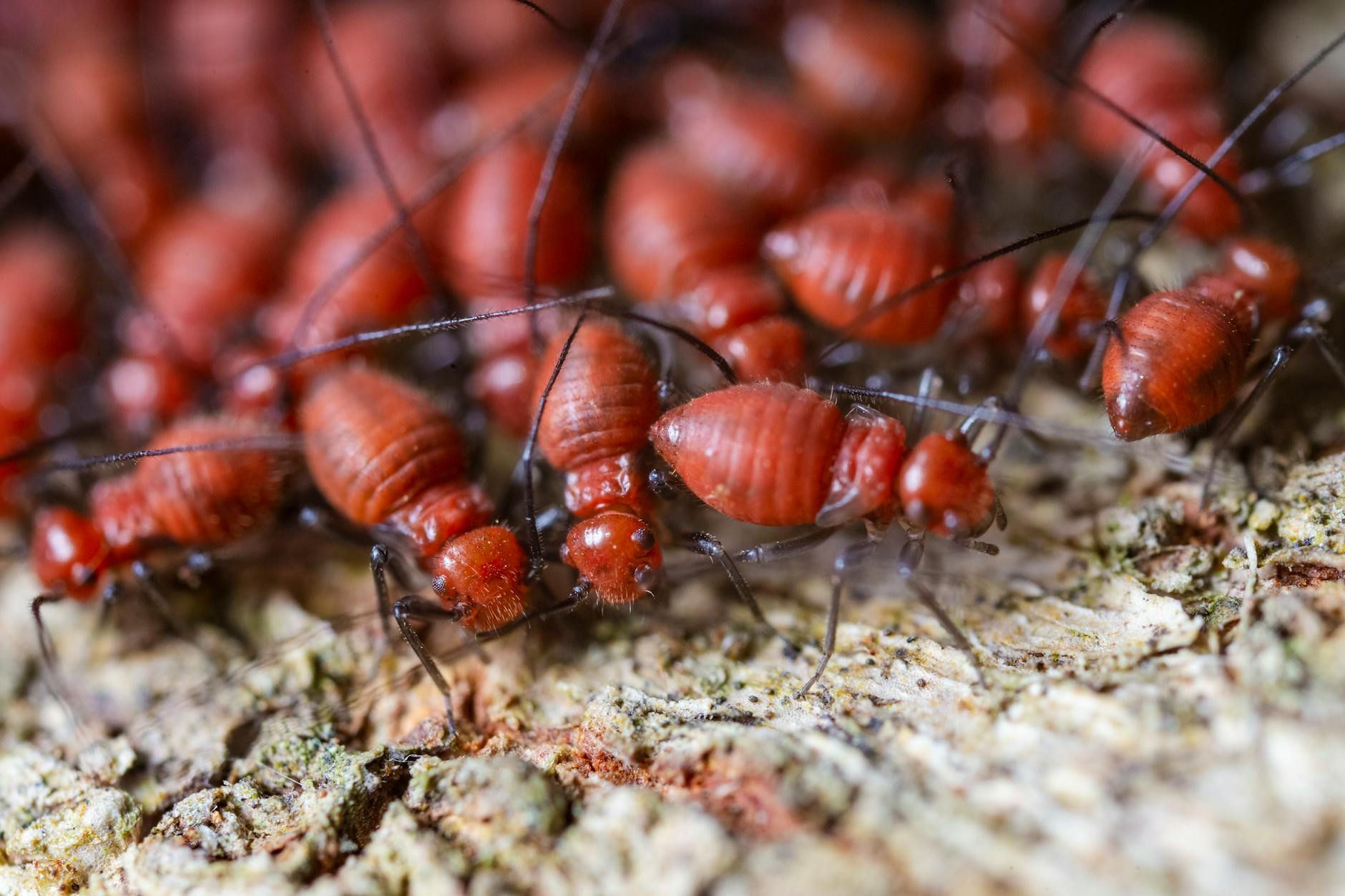 Exterminator Treating Termites