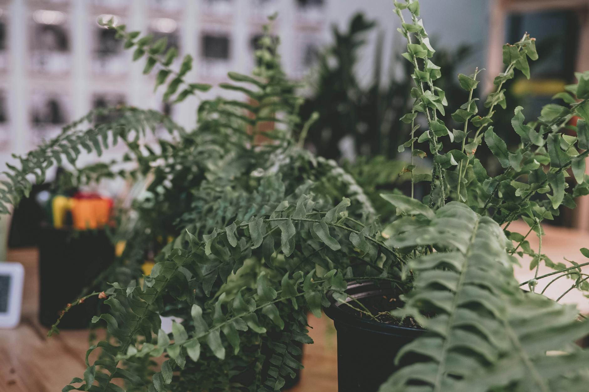 Boston Fern Indoor Plant Air Purification