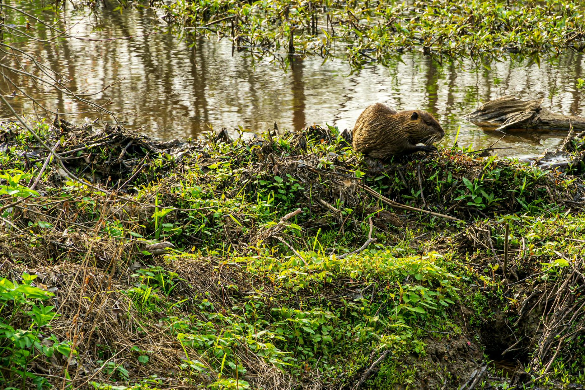Beaver Colony Monogamous Pair Building Dam Family