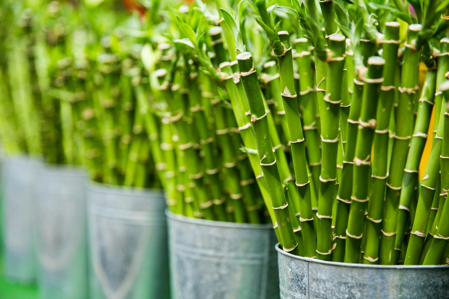 Lucky Bamboo Plant Low Light Office Desk