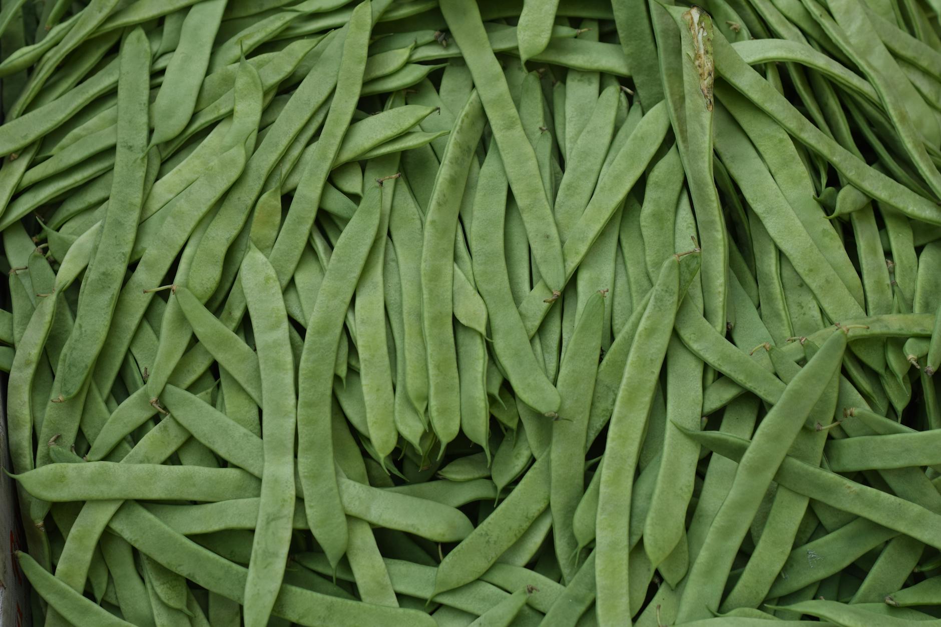 Green Beans Food