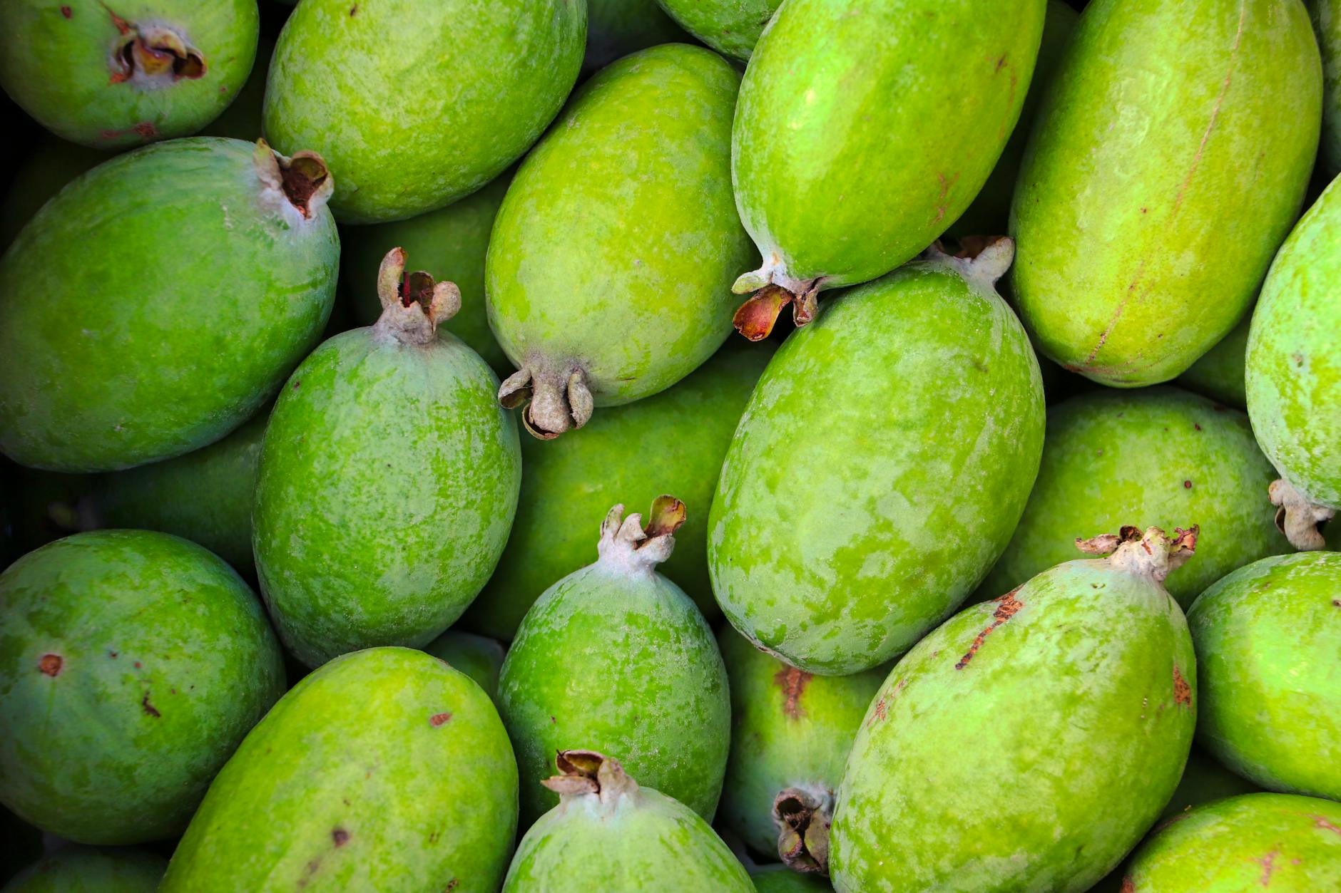 Feijoa Fruit