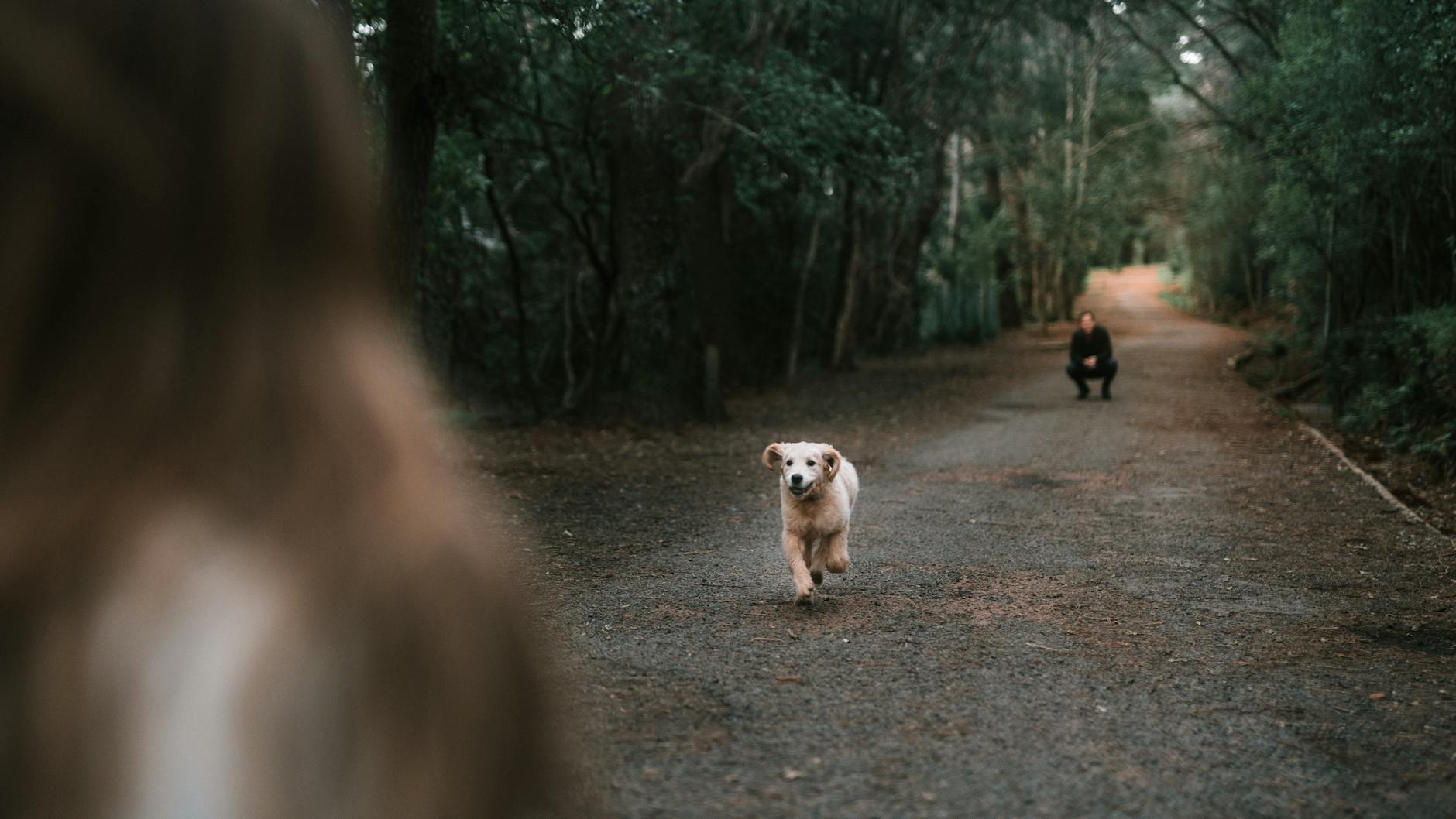 Dog Following Owner