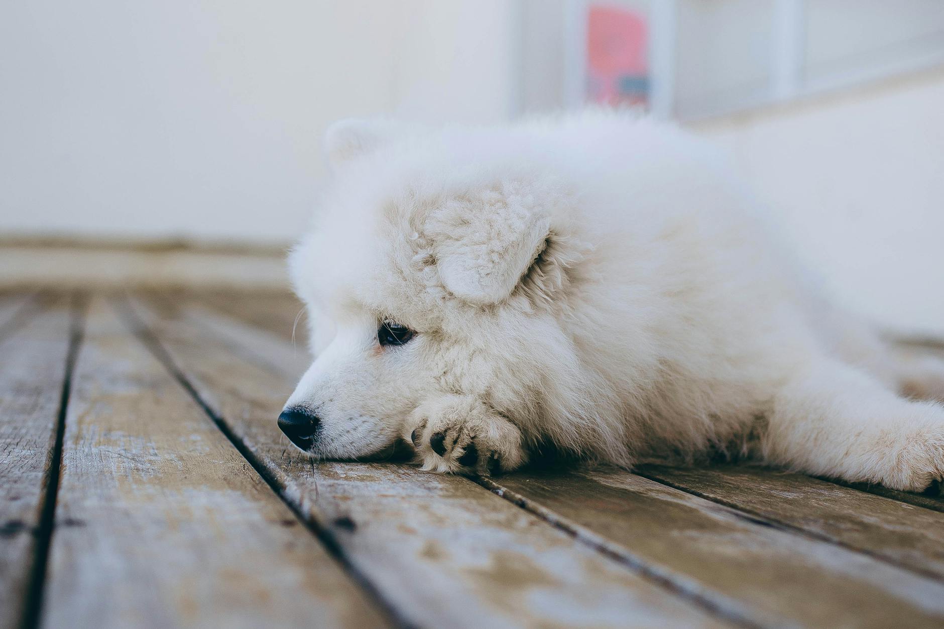 Dog Resting Head On Paws