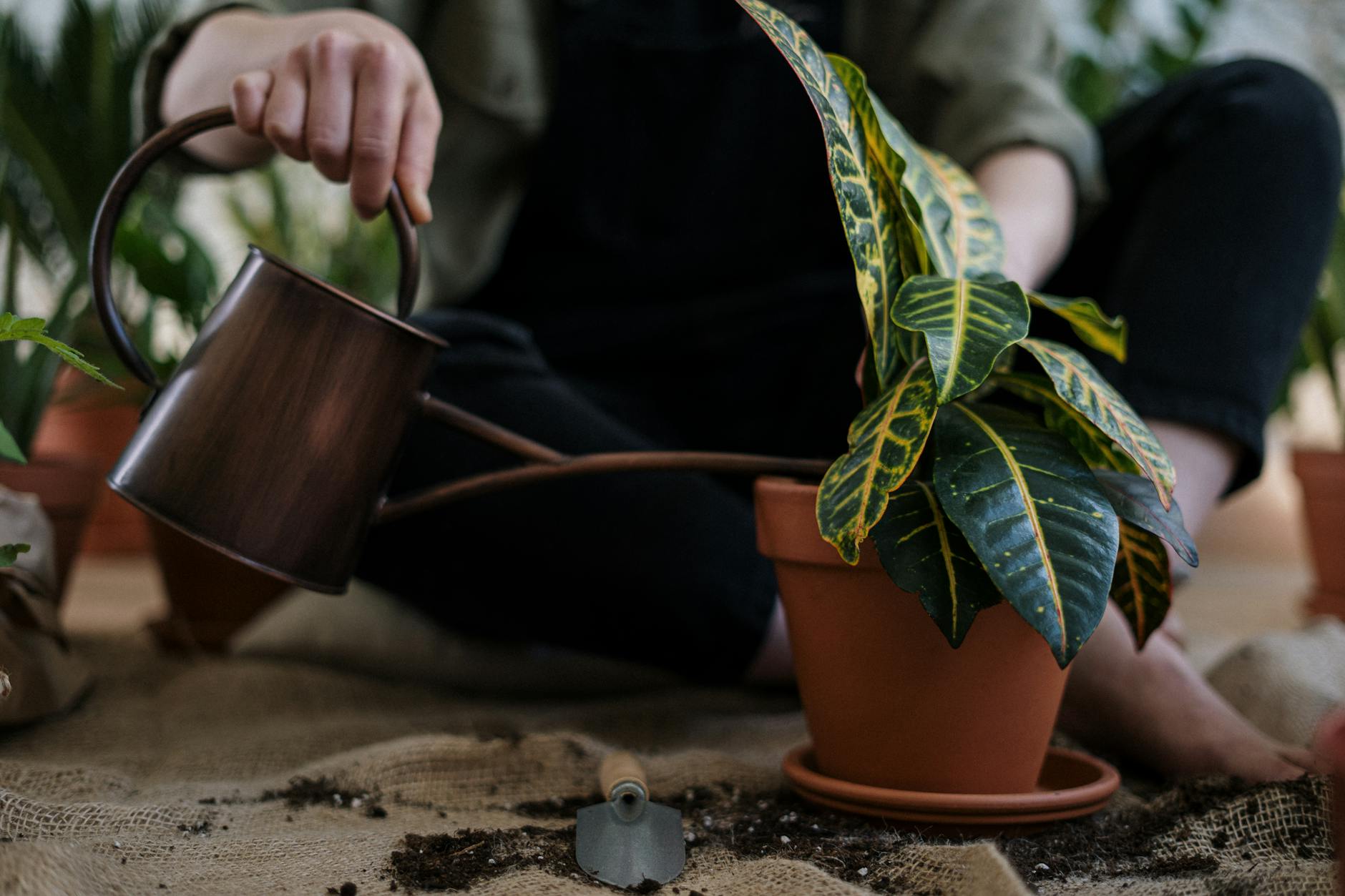 Person Watering Plants