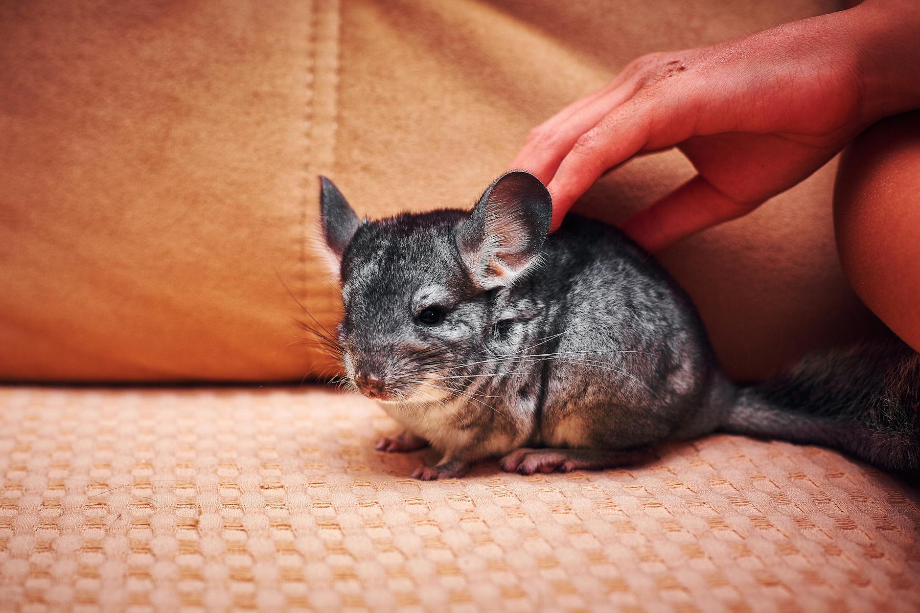 Chinchilla Pet Care