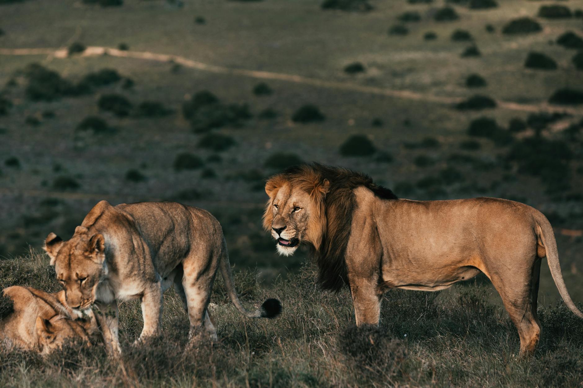 African Lion Social Behavior Teamwork Hunting