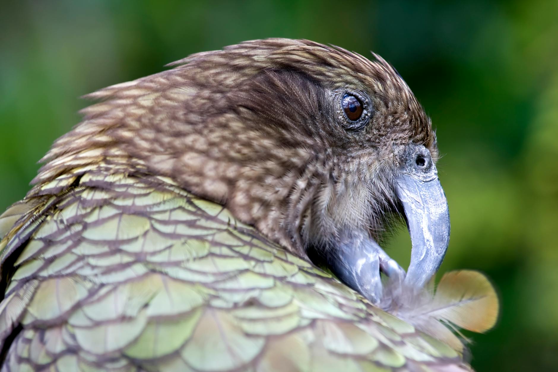 Kea Parrot Intelligence Teamwork Problem-solving