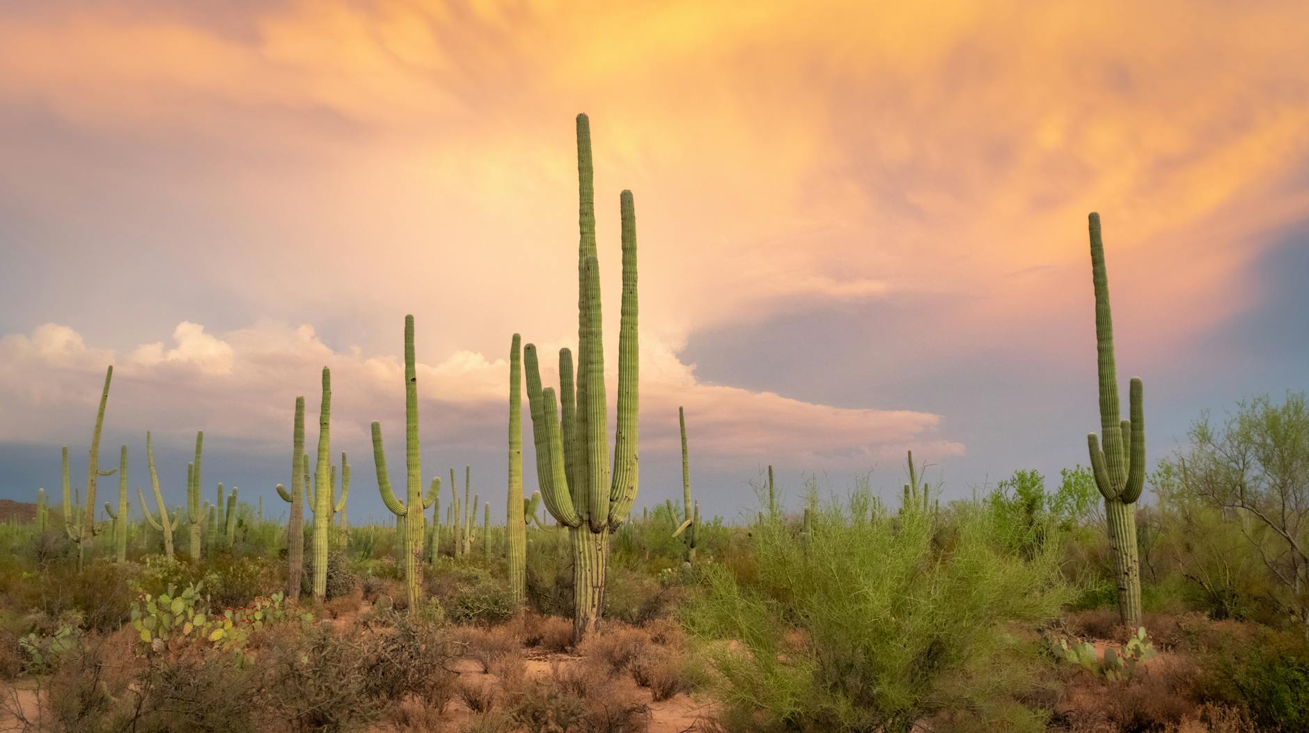 Saguaro National Park Sunset Cacti Arizona