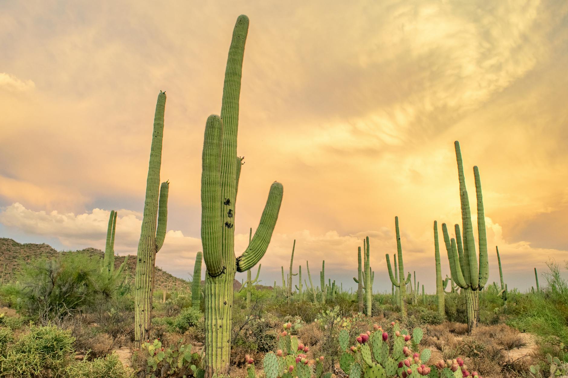 Saguaro National Park Sunset Views Cacti Desert Hiking