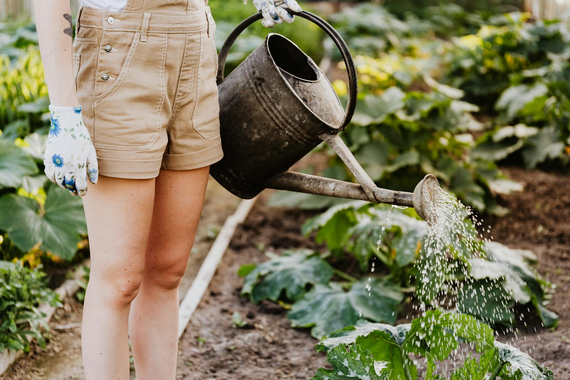 Person Watering Garden