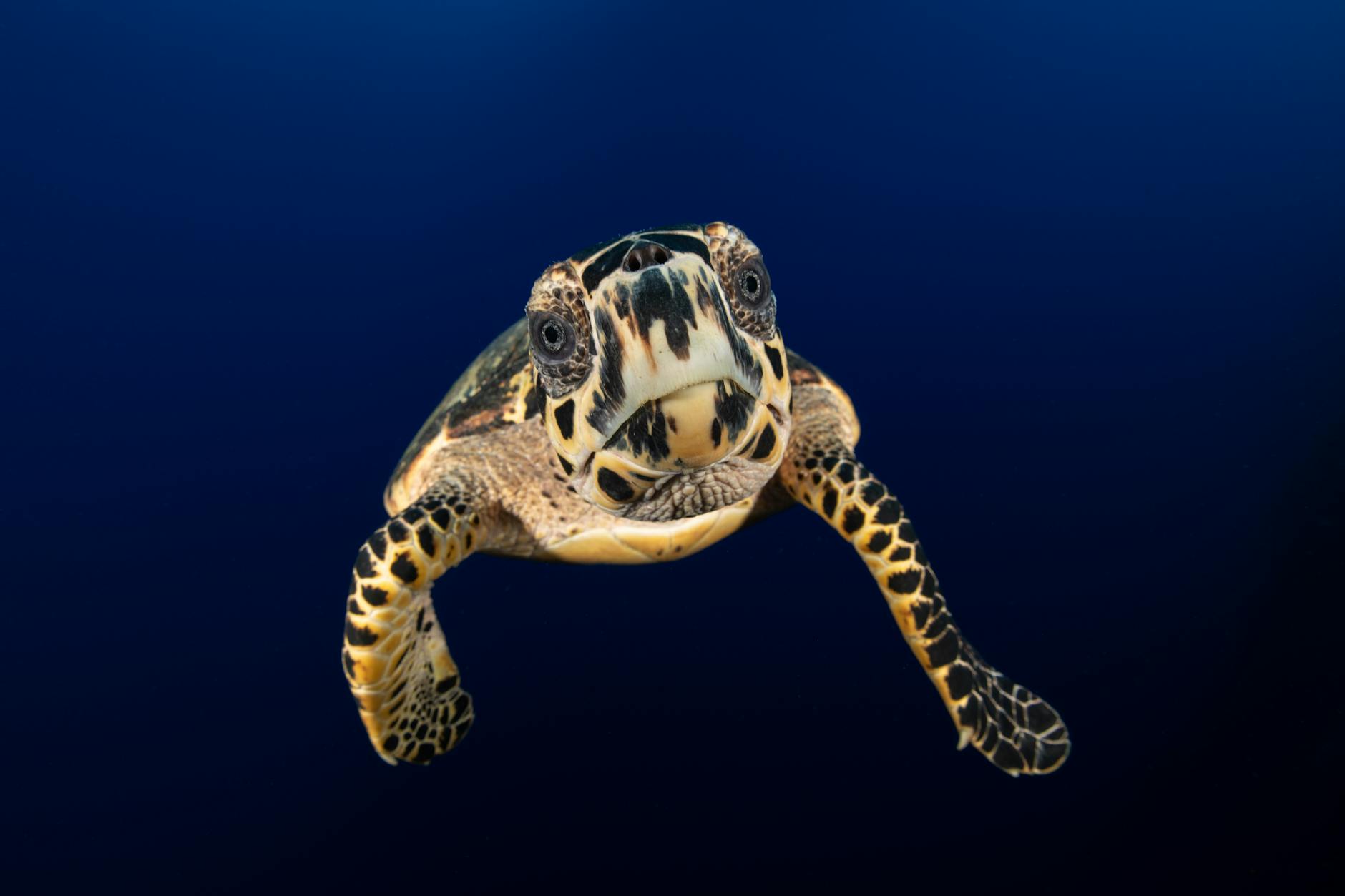 Hawksbill Sea Turtle Endangered Ocean Pollution