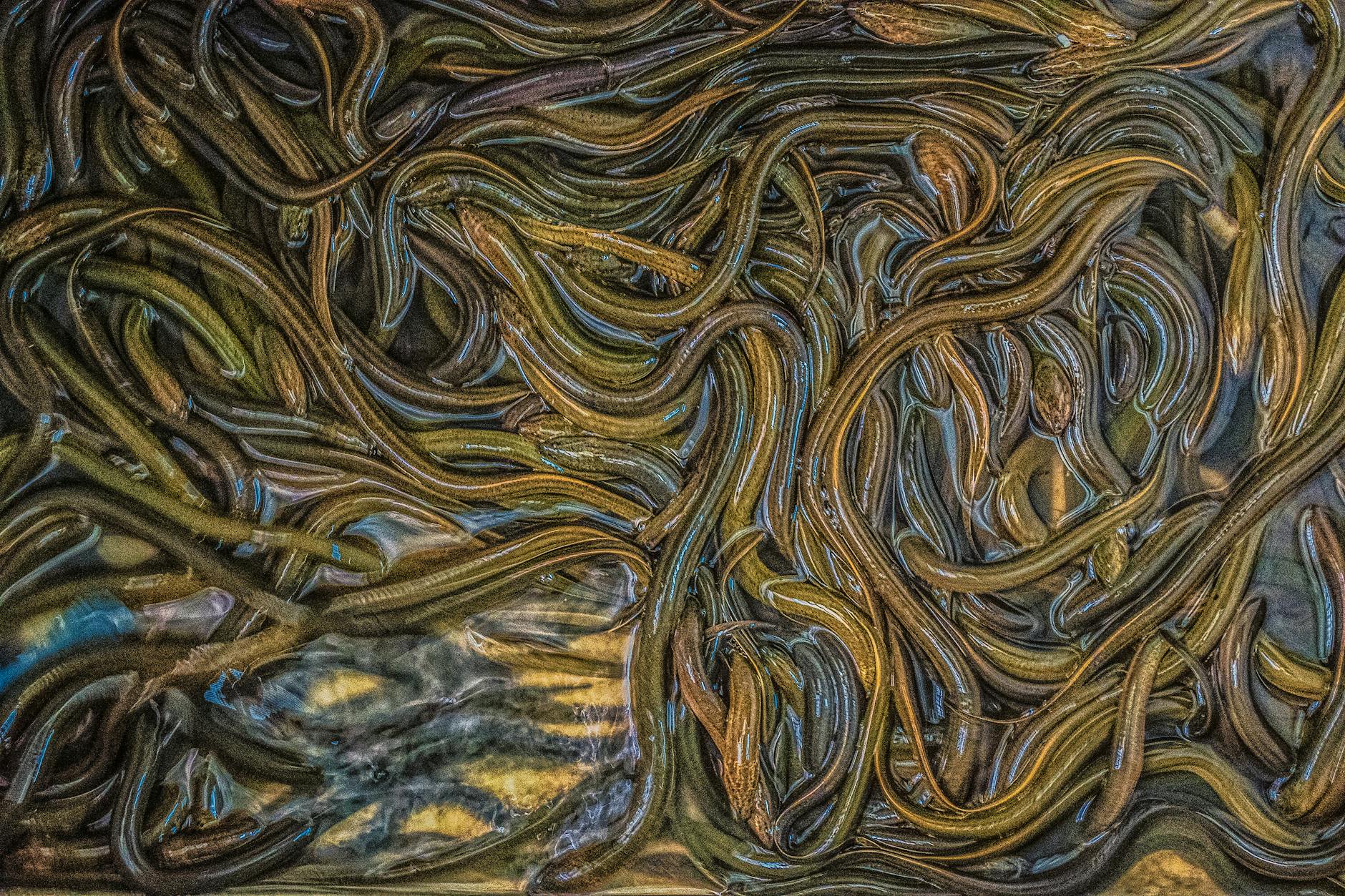 Long-finned Eel New Zealand Australia Freshwater Migration