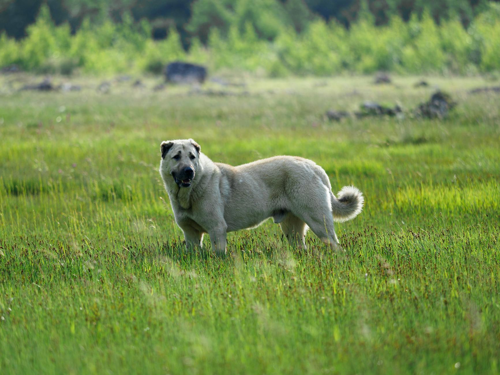 Central Asian Shepherd Dog Aggressive Guardian Livestock