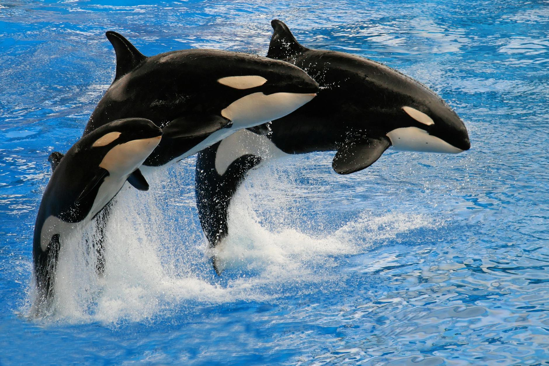 Orca Killer Whale Intelligence Culture Social Bonding