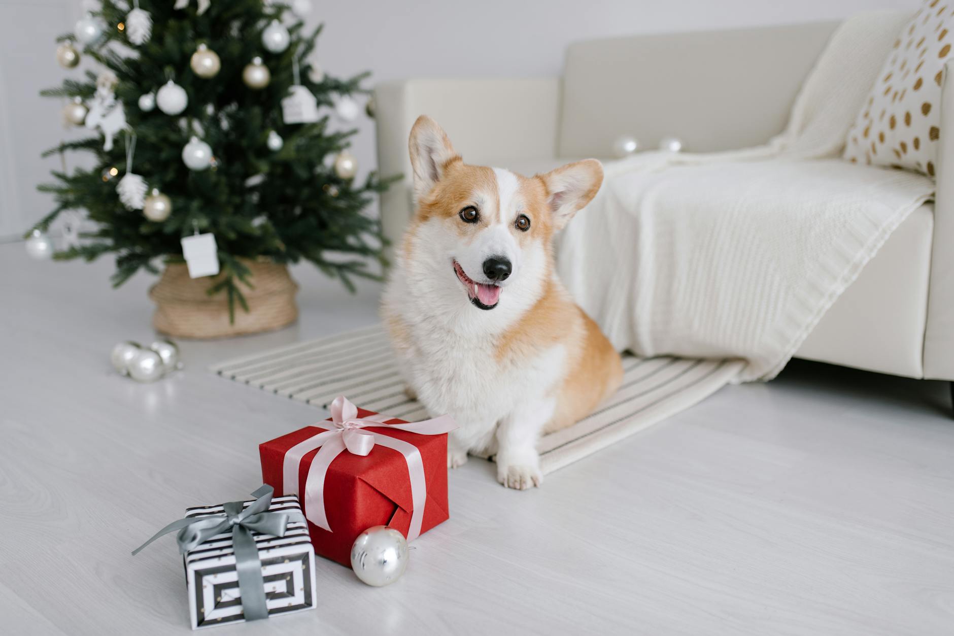 Kids Snooping Christmas Presents Under Area Rugs