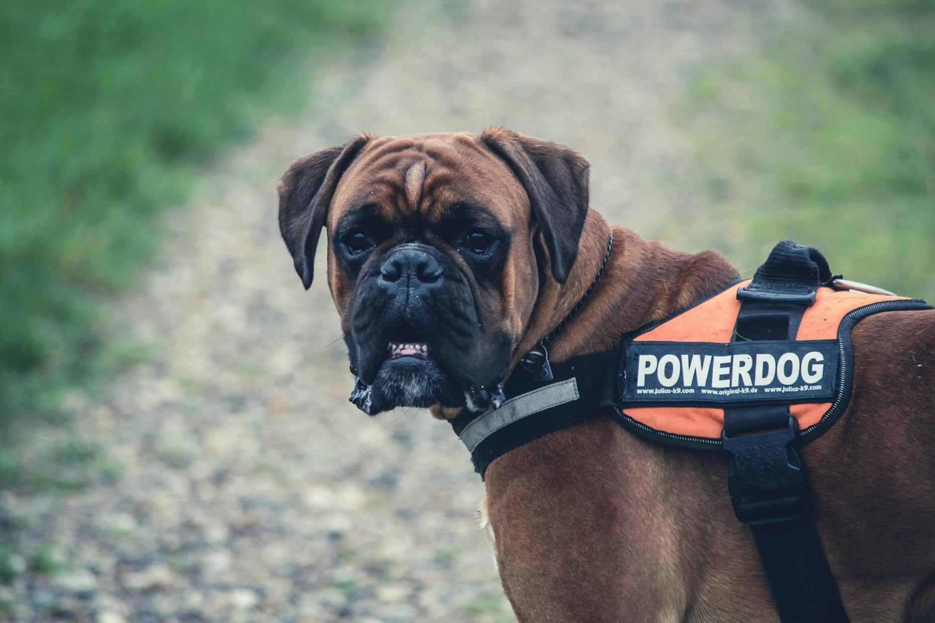 Boxer Dog Aggressive Behavior Training