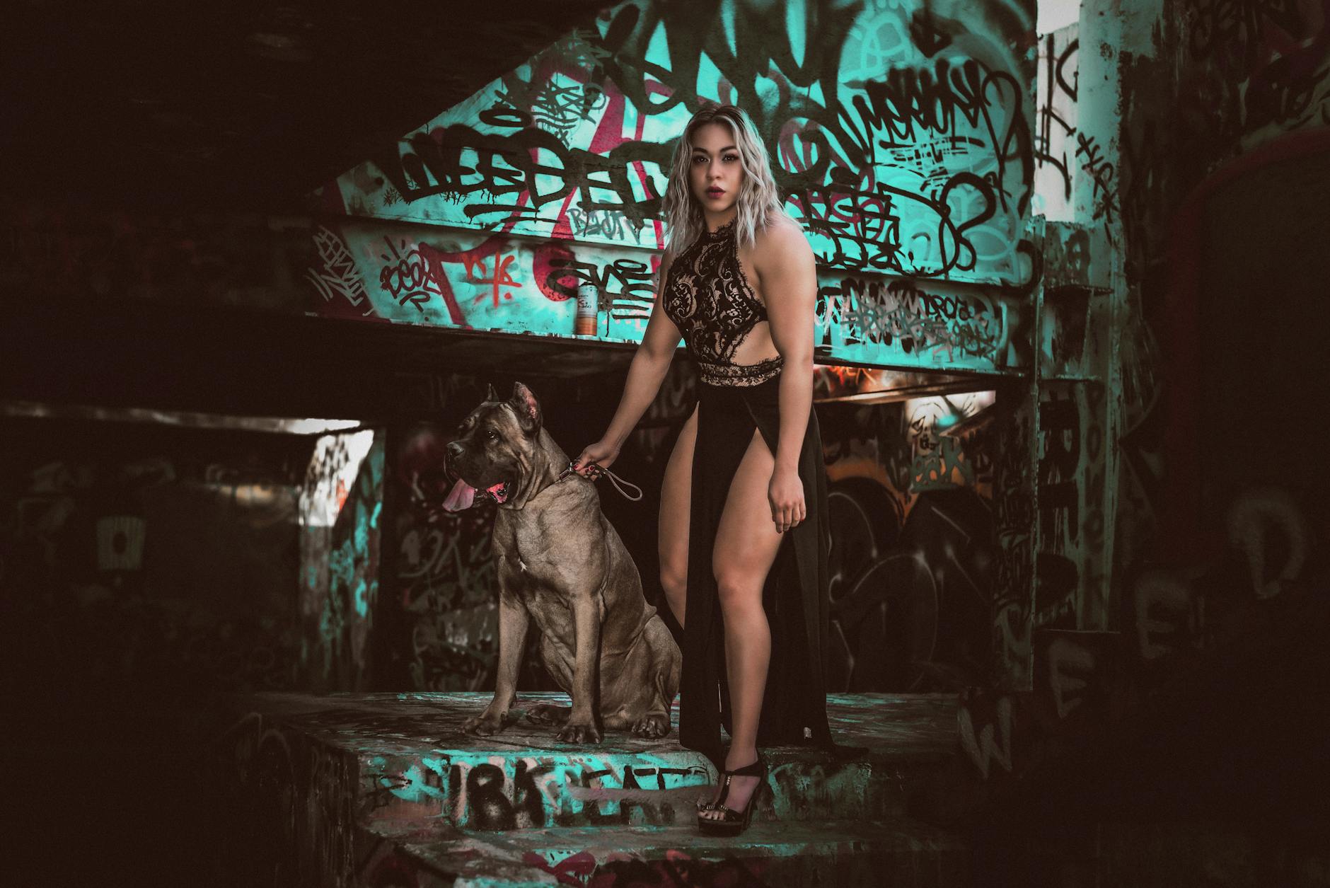 Cane Corso Aggressive Dog Breed Portrait