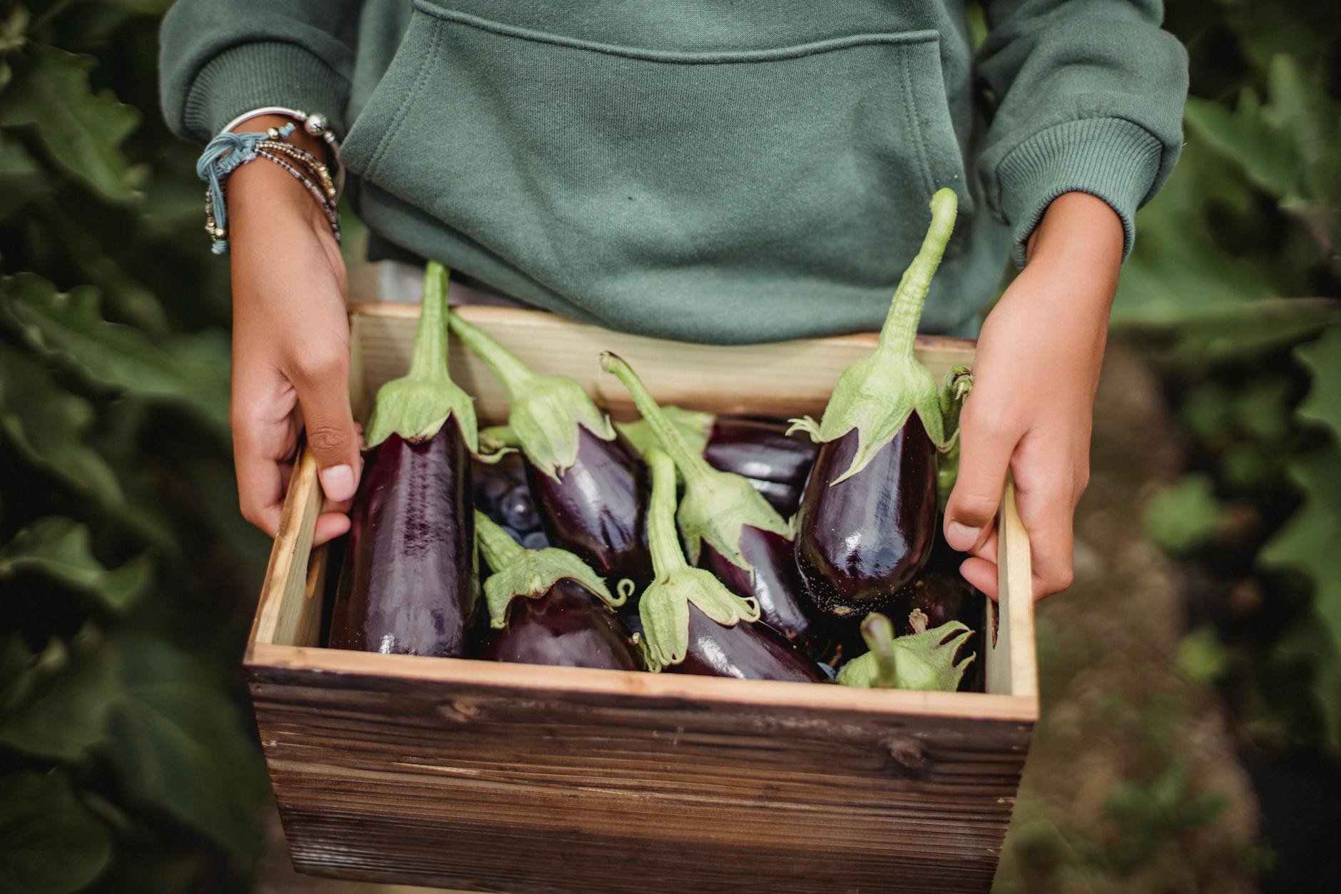 Eggplant Vegetables