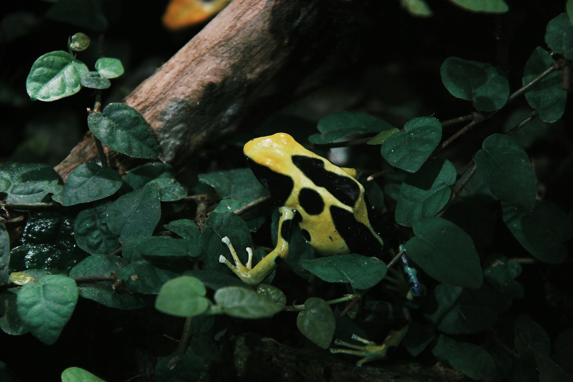 Poison Dart Frog Vibrant Colors Toxic Amphibian