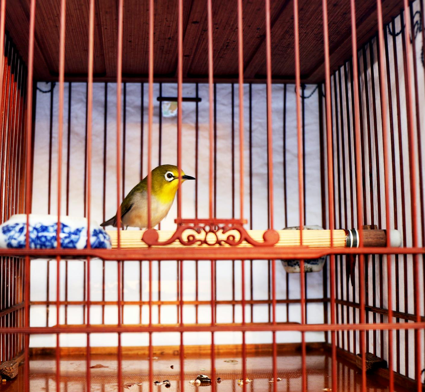 Caged Bird Symbolism