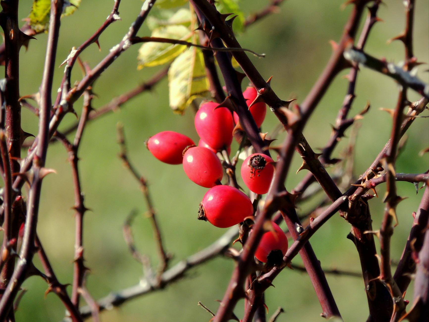 Rose Hips Food