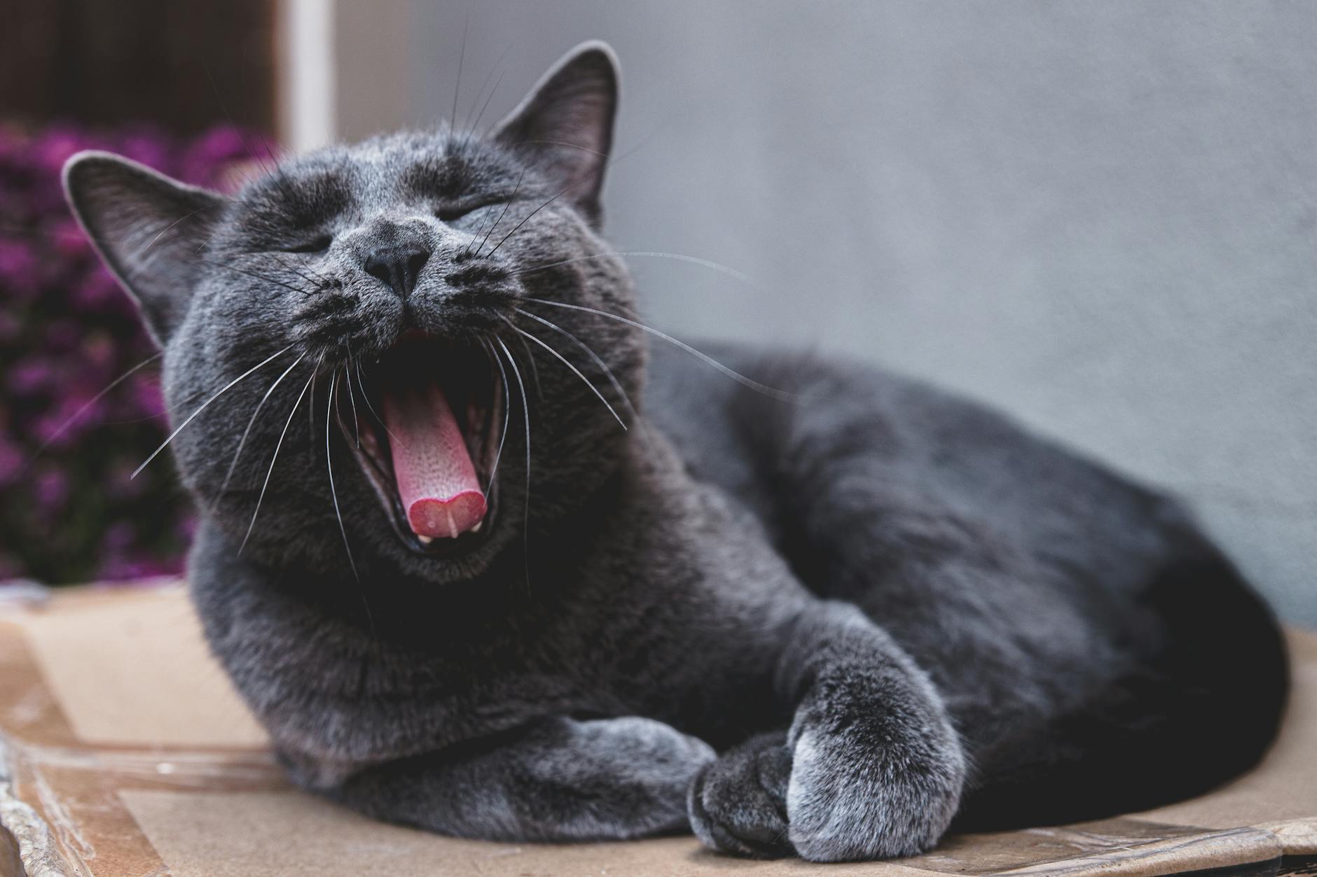 Russian Blue Cat Personality Traits
