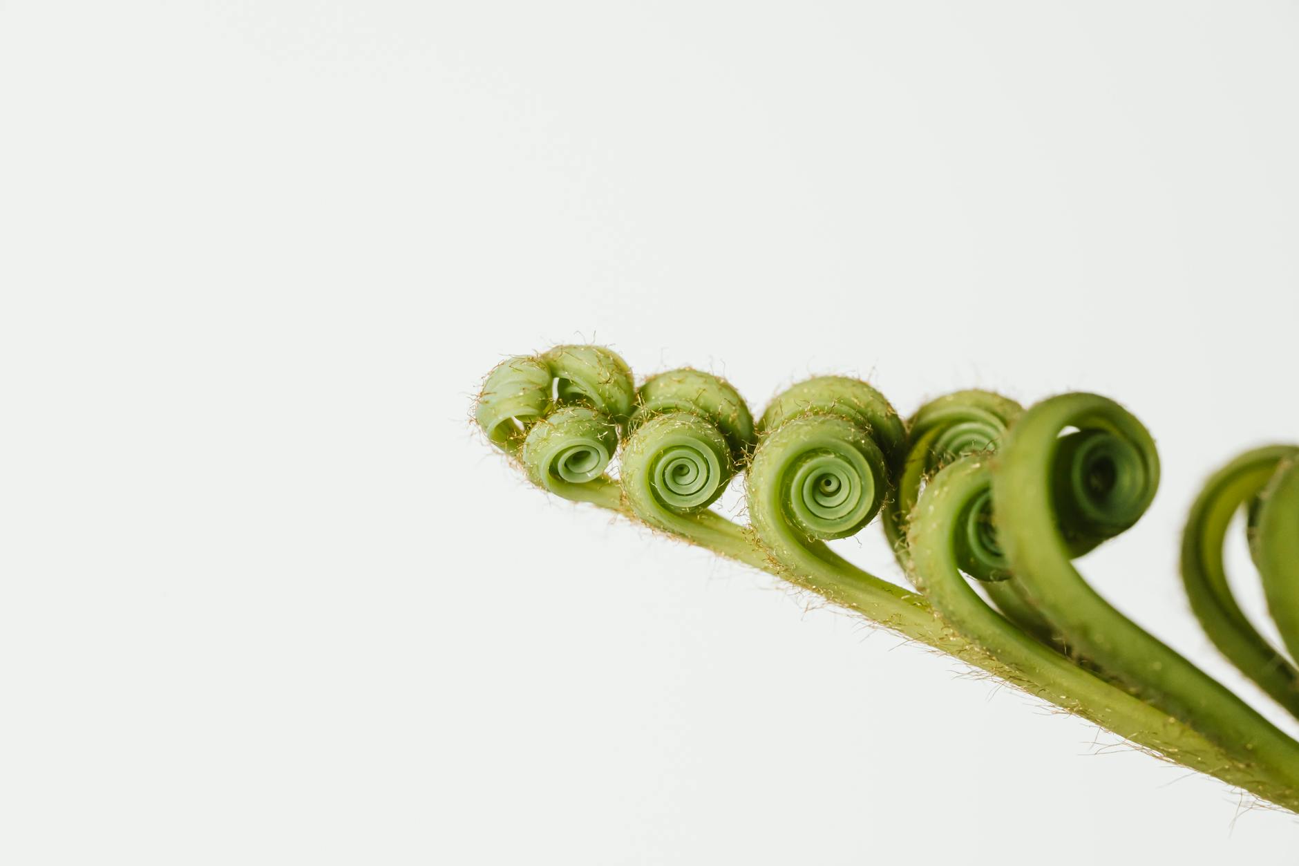 Curling Plant Leaves