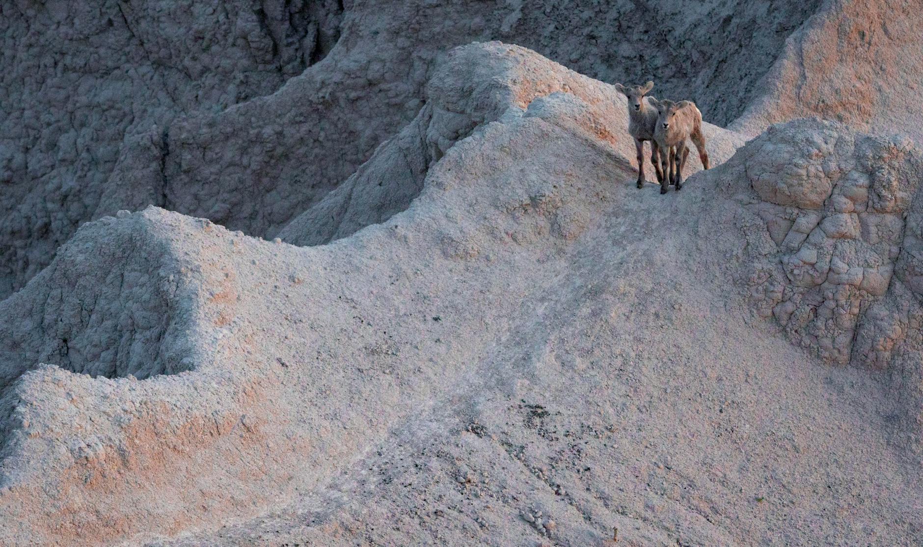 Badlands National Park South Dakota Landscape Bison Bighorn Sheep Geologic Deposits