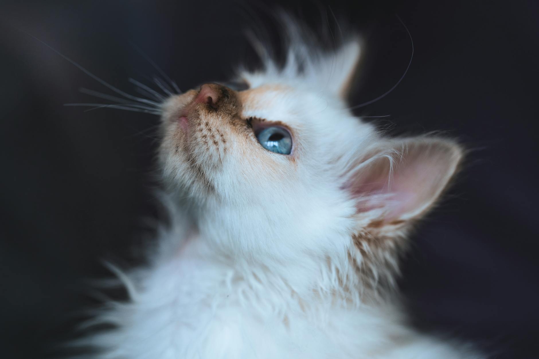 Birman Cat Breed Blue Eyes Soft Gentle Nature