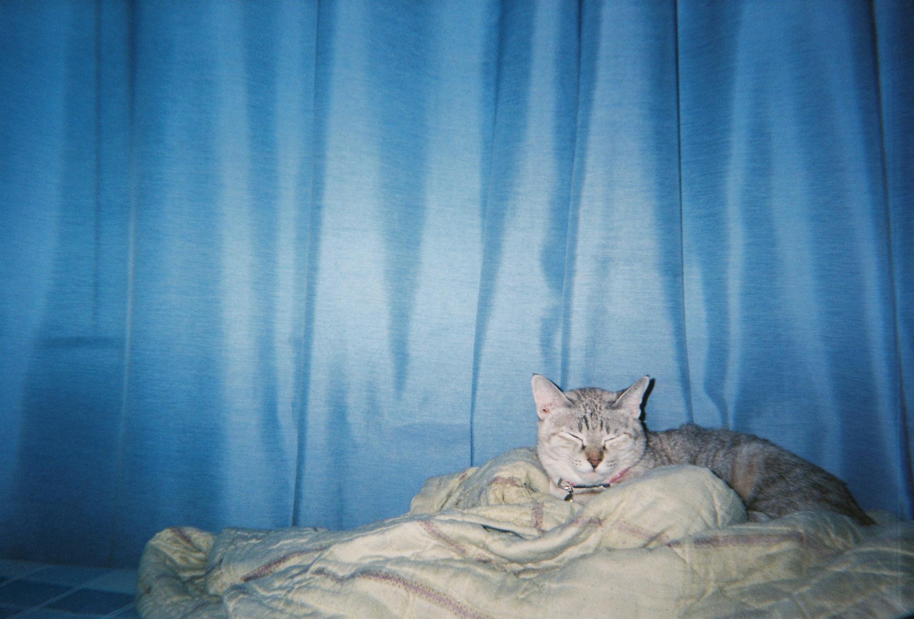 Cat Kneading Blanket