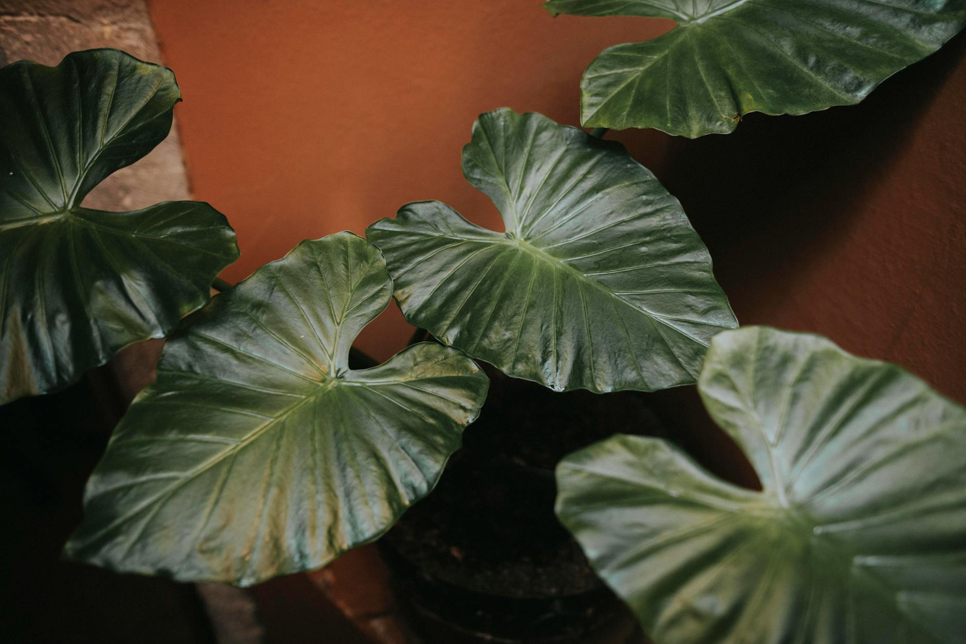Elephant Ear Plant Indoor