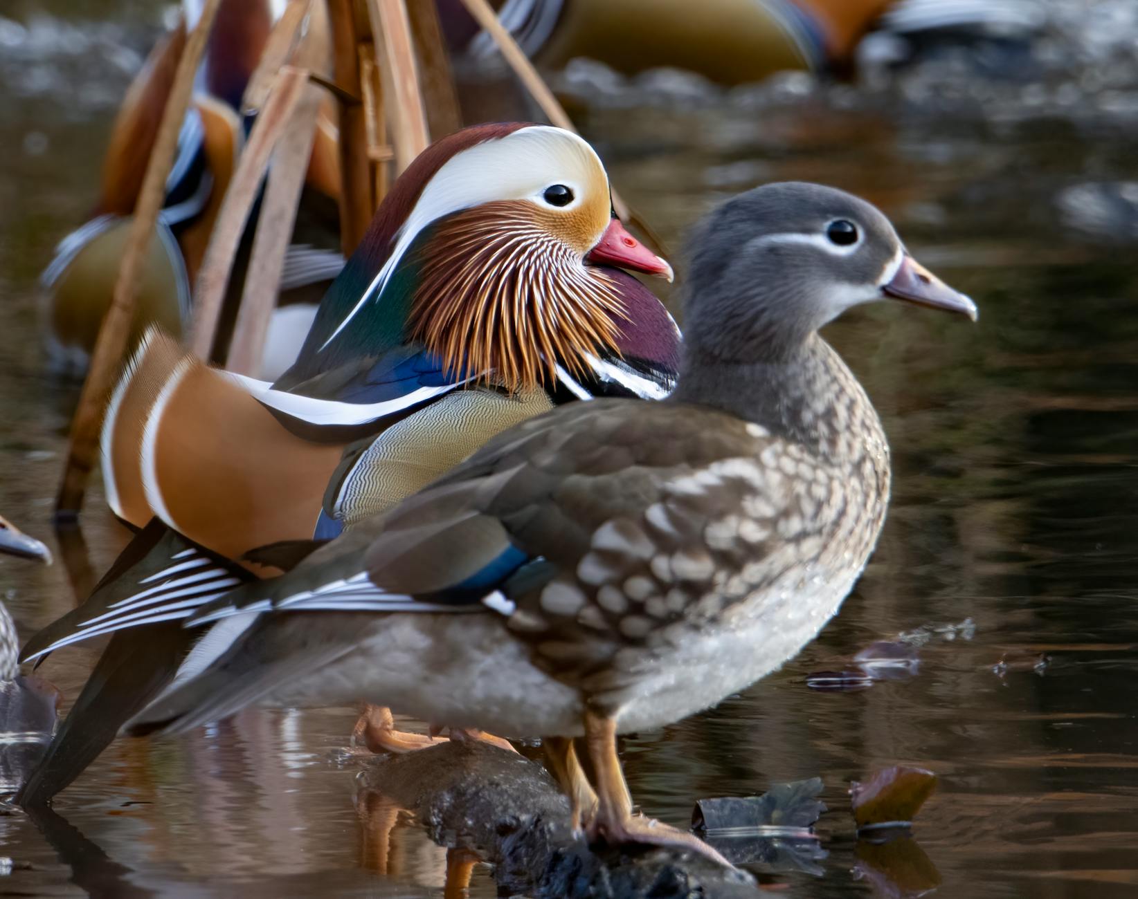 Mandarin Duck Colorful Feathers