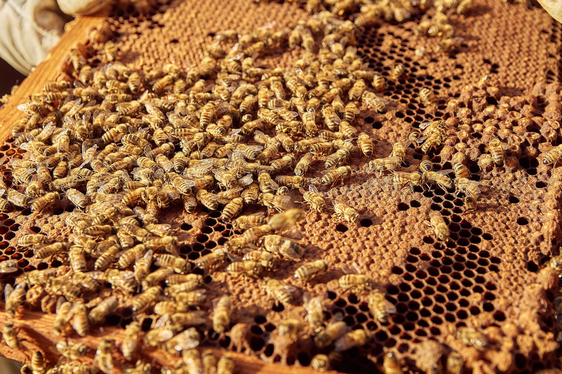 Africanized Honey Bee