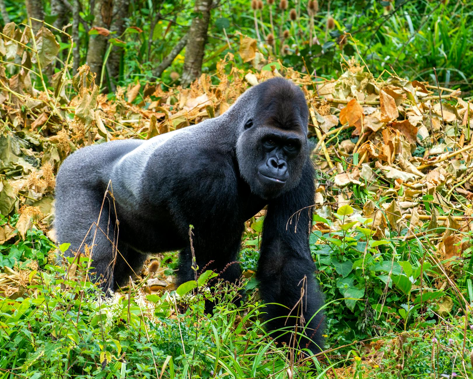 Cross River Gorilla Conservation Habitat