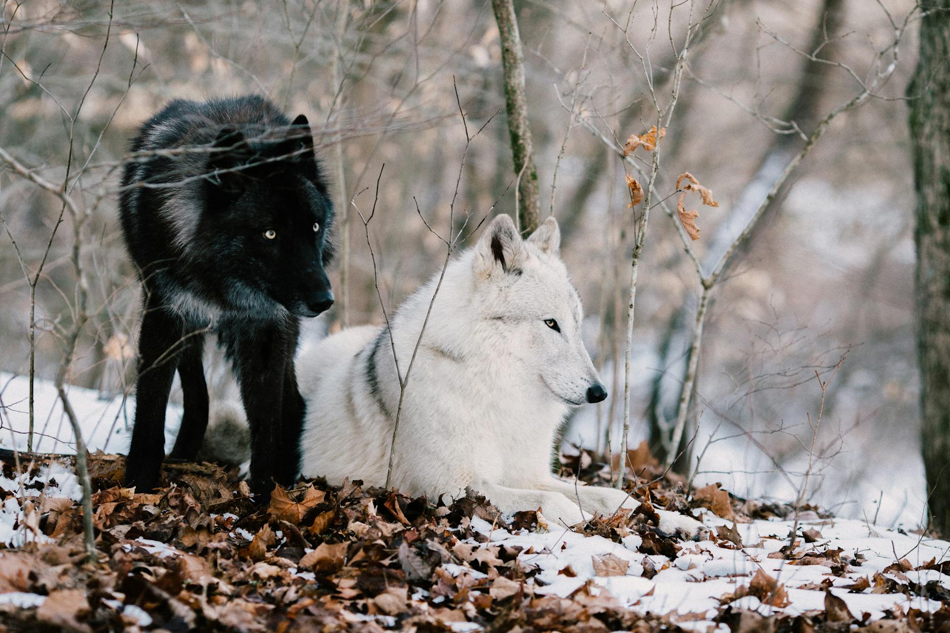 Wolves Winter Survival Adaptations Snow Coat Paws