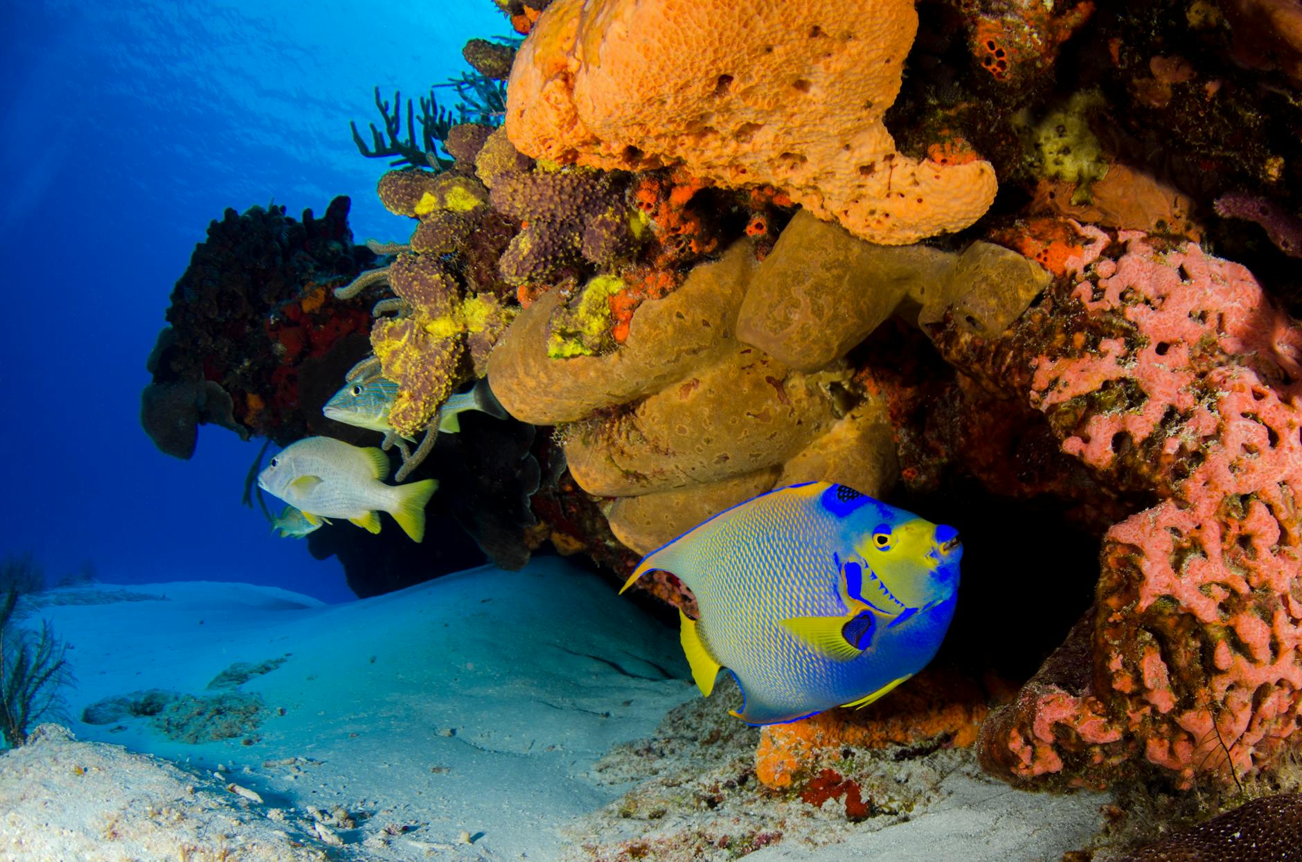 French Angelfish Mating Pair Swimming In Coral Reef