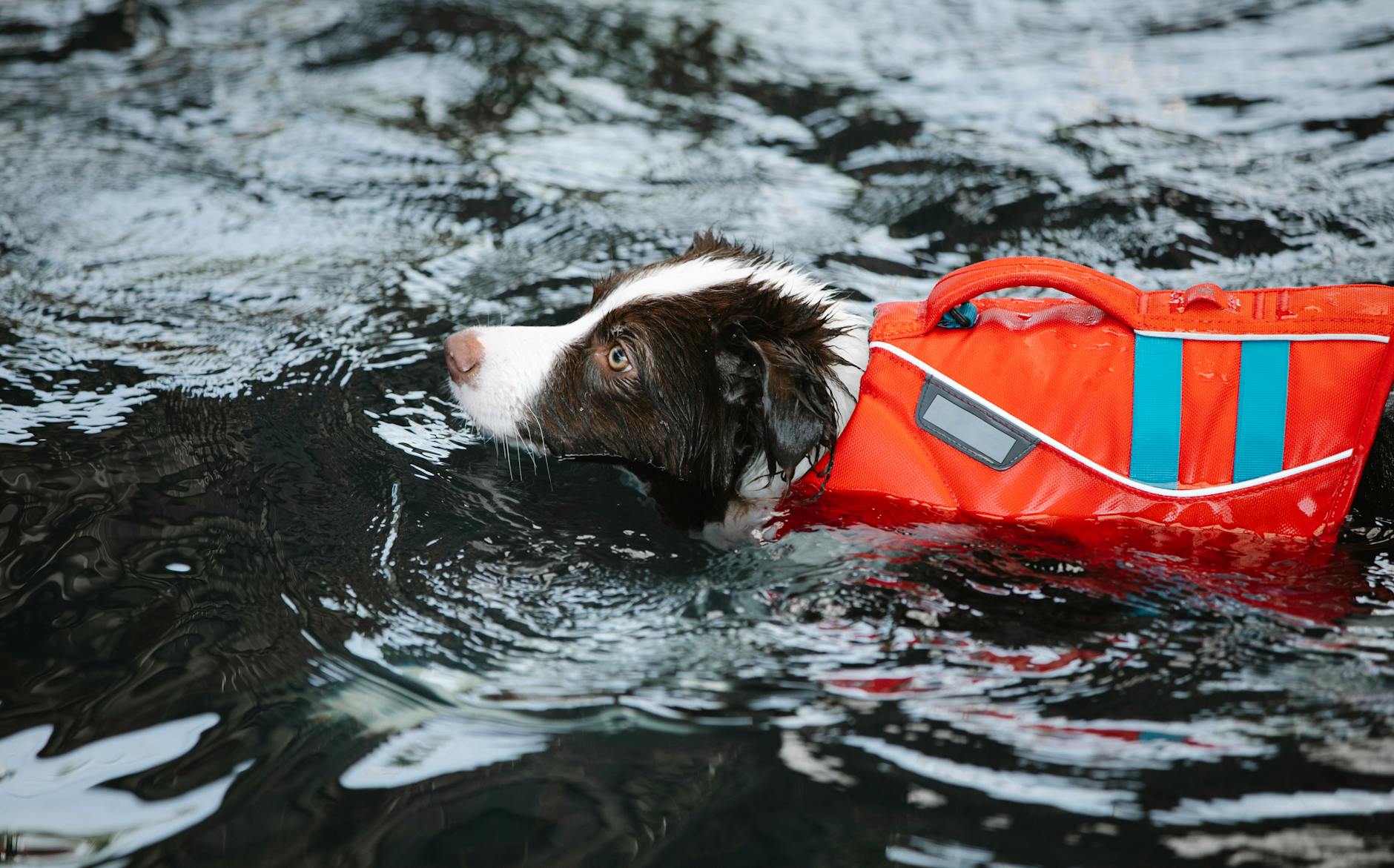 Portuguese Water Dog Training Outdoor Aquatic Settings