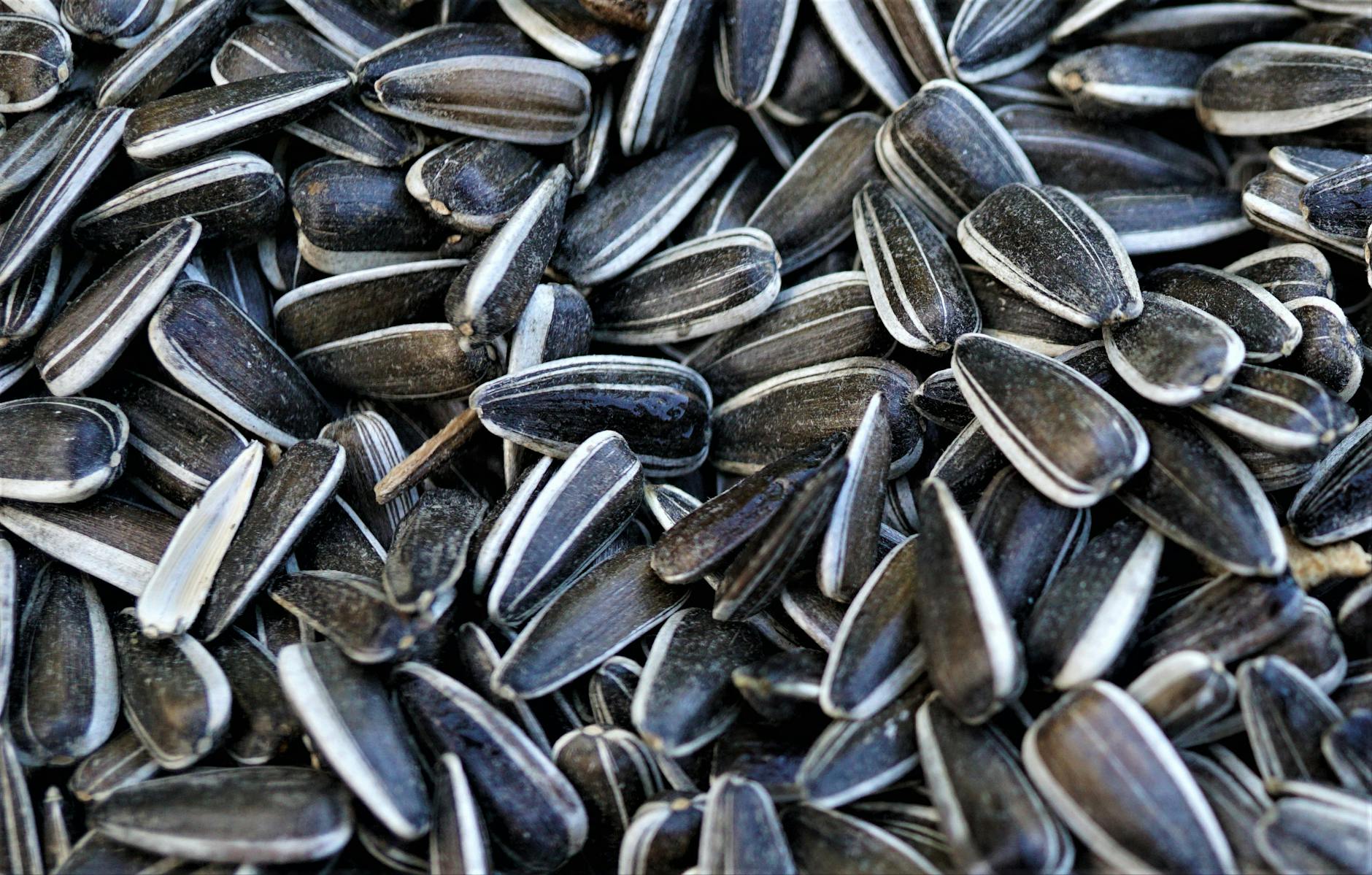 Sunflower Seeds Snack