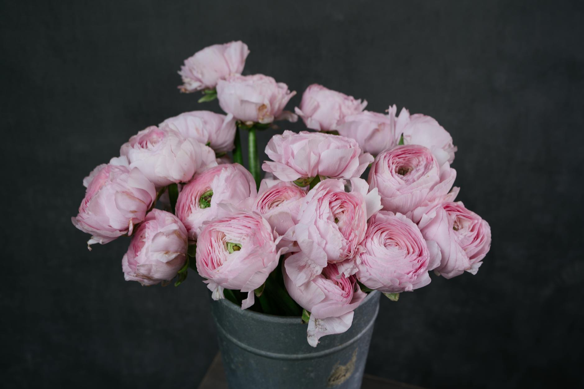 Ranunculus Flowers