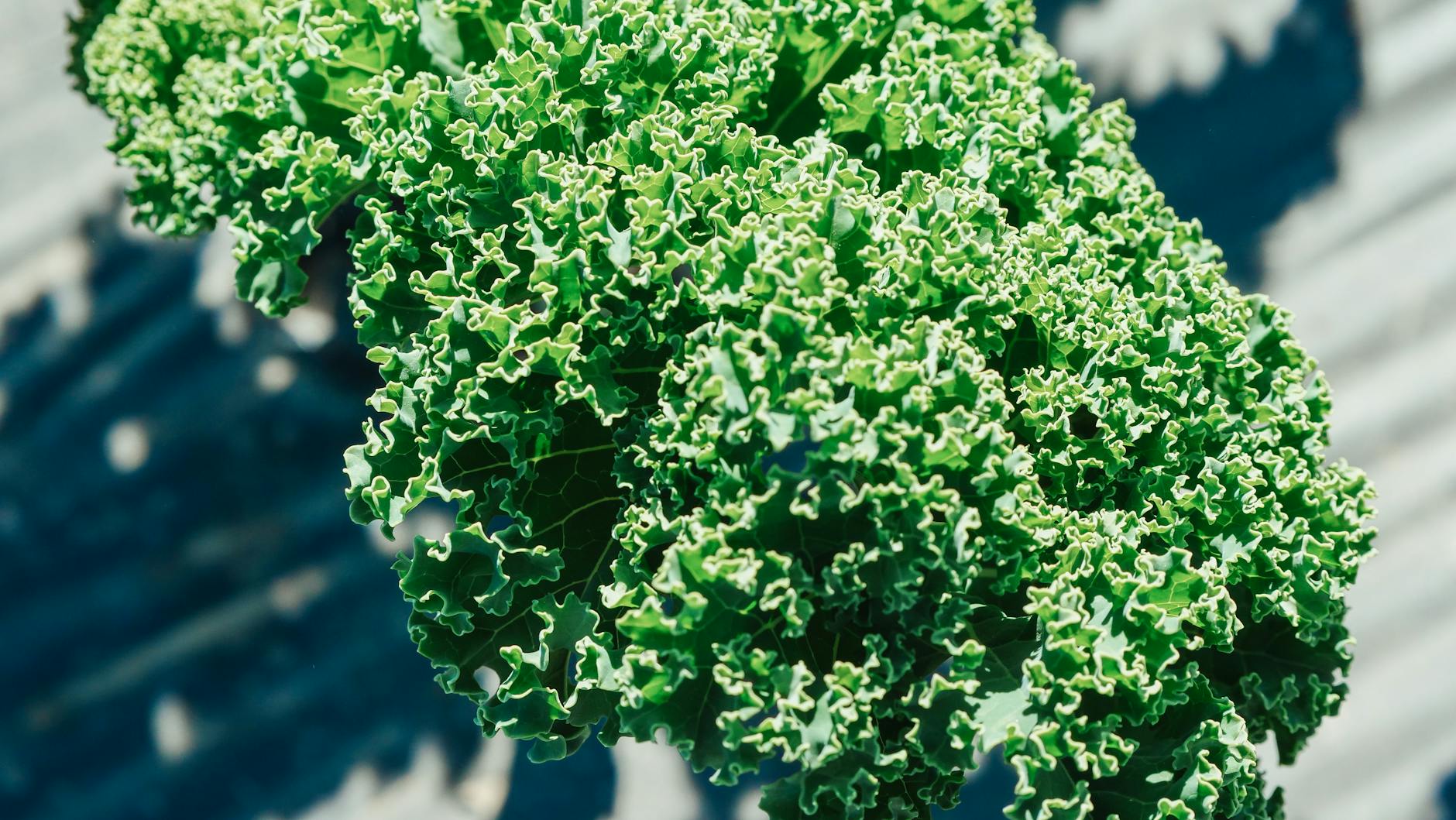 Gluten-free White Bean And Kale Soup
