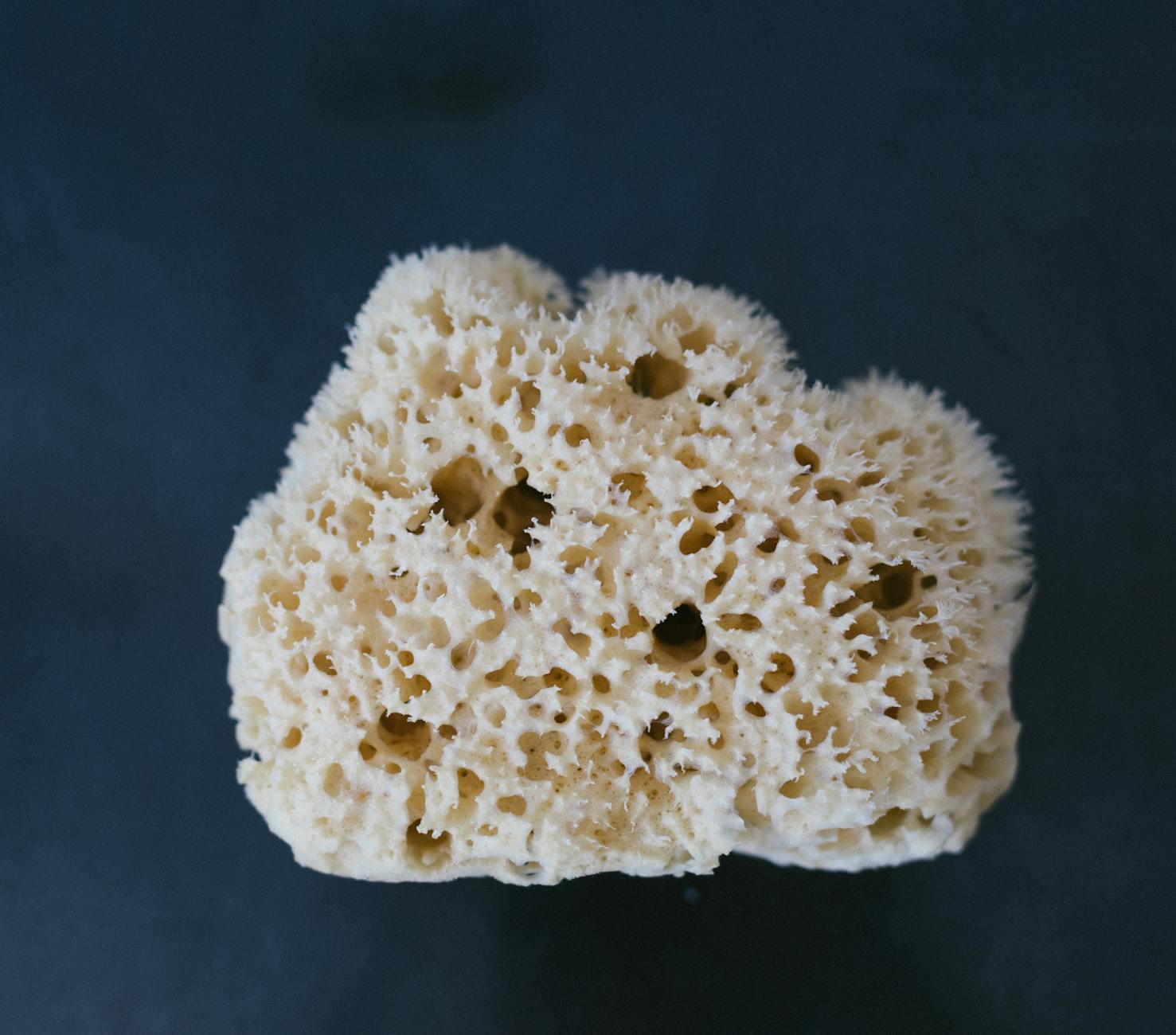 Natural Sponges Waste