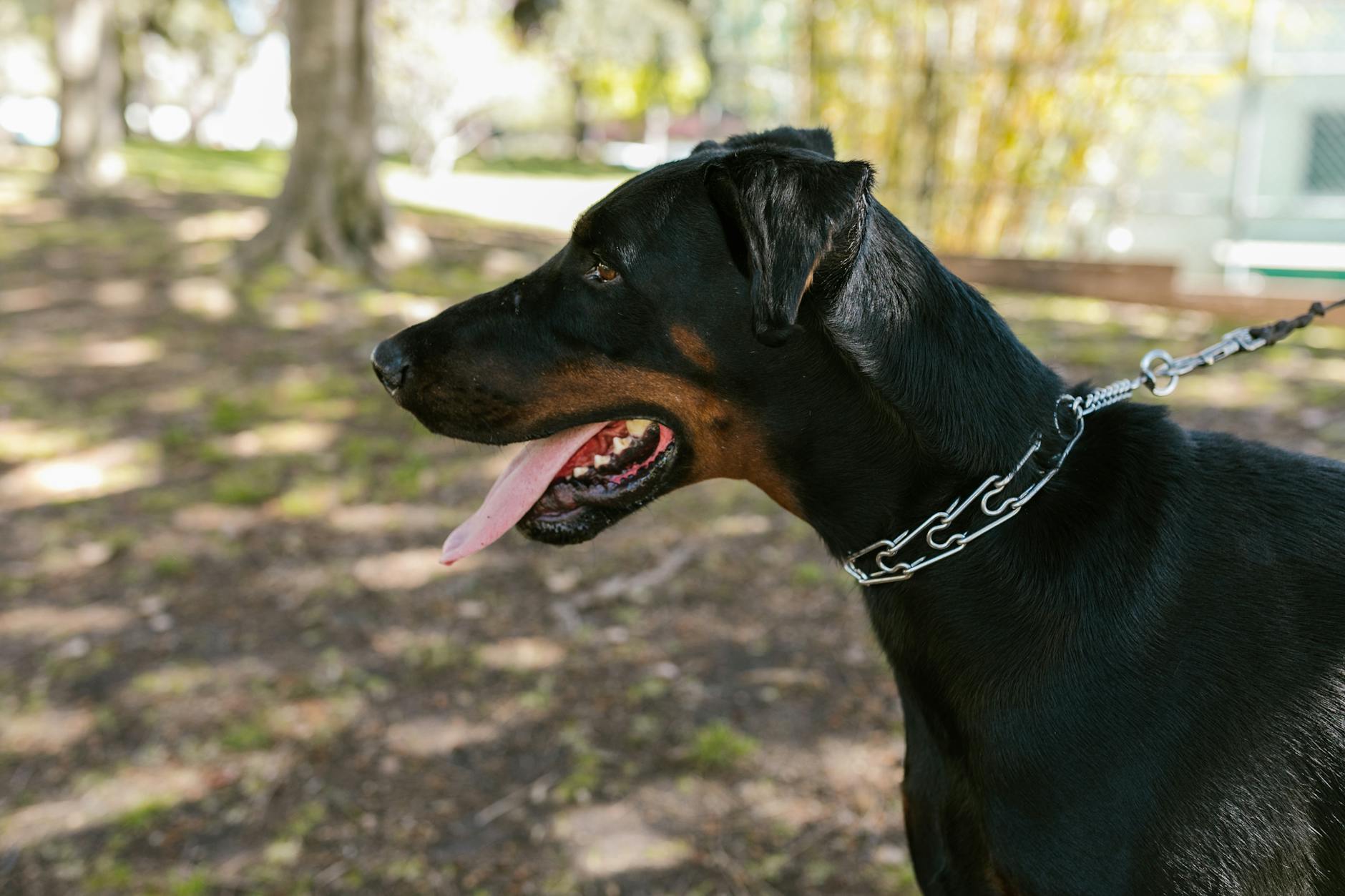 Doberman Pinscher Training Obedience