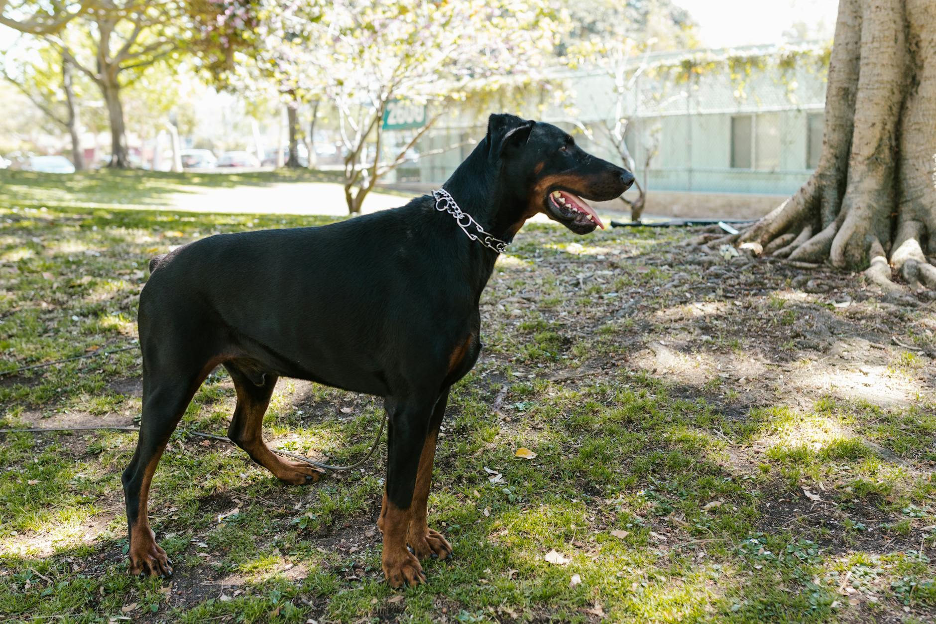 Doberman Pinscher Aggressive Dog Breed
