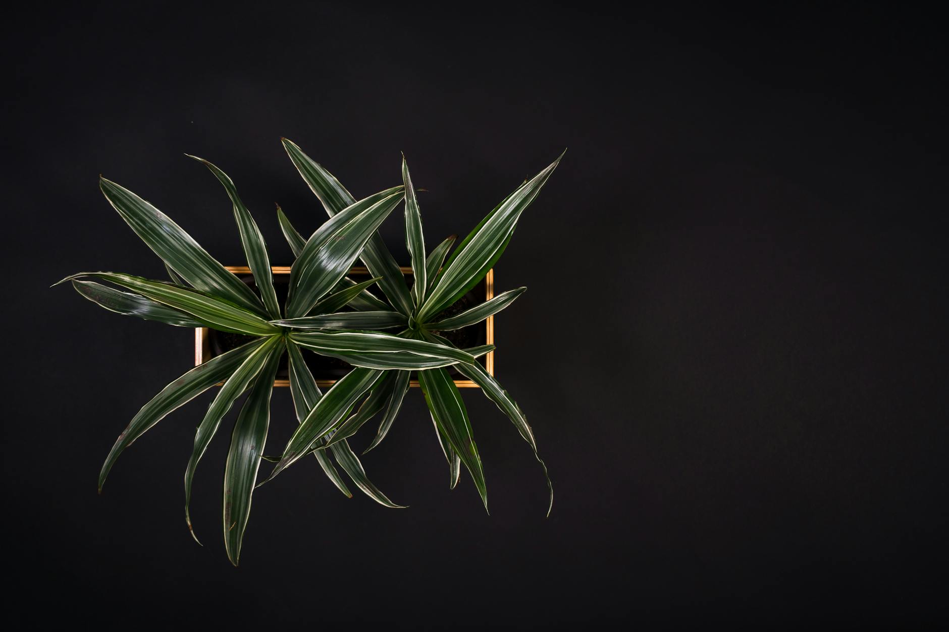 Dracaena Plant Indoor Air Purification