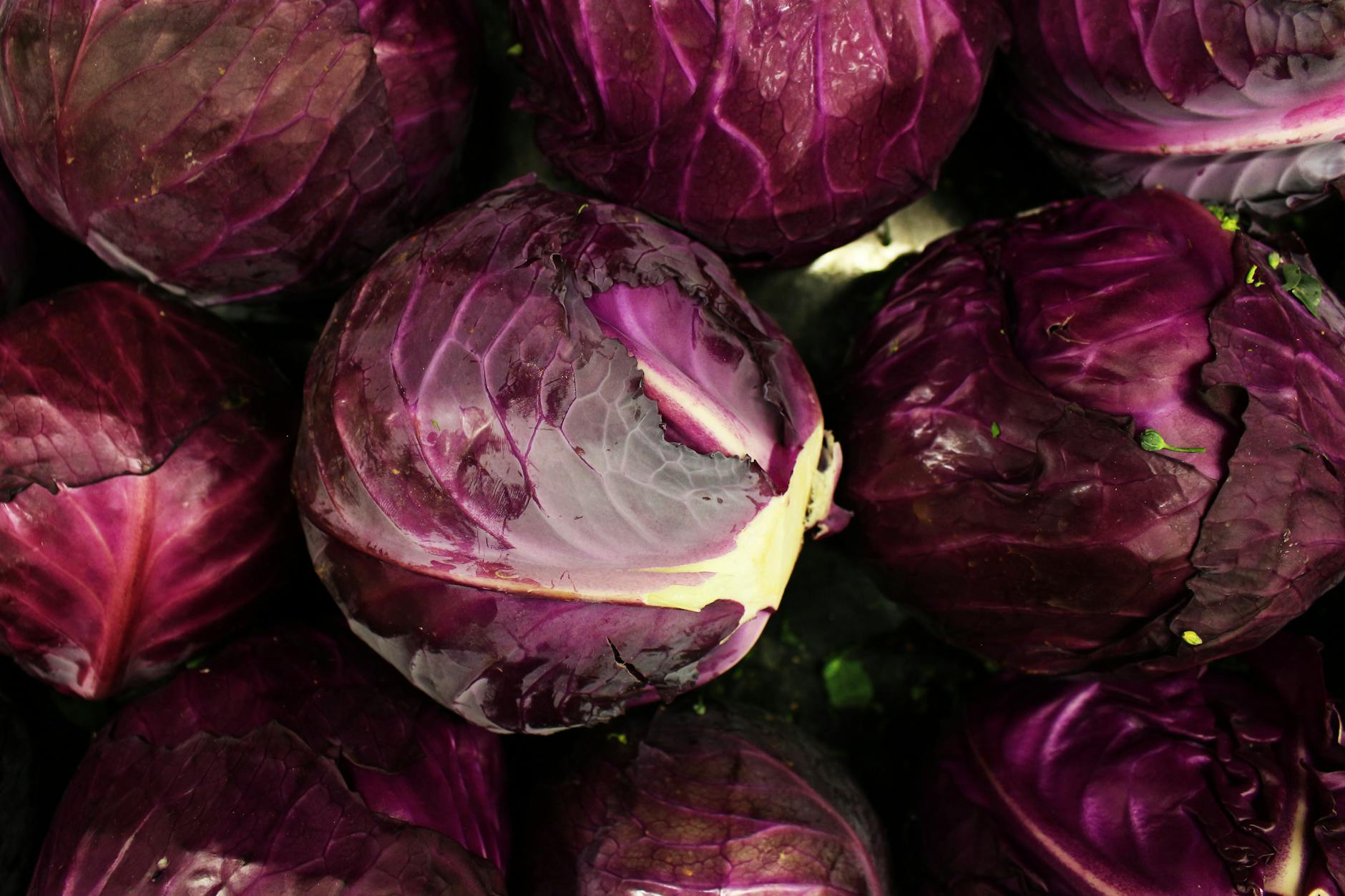 Red Cabbage Food