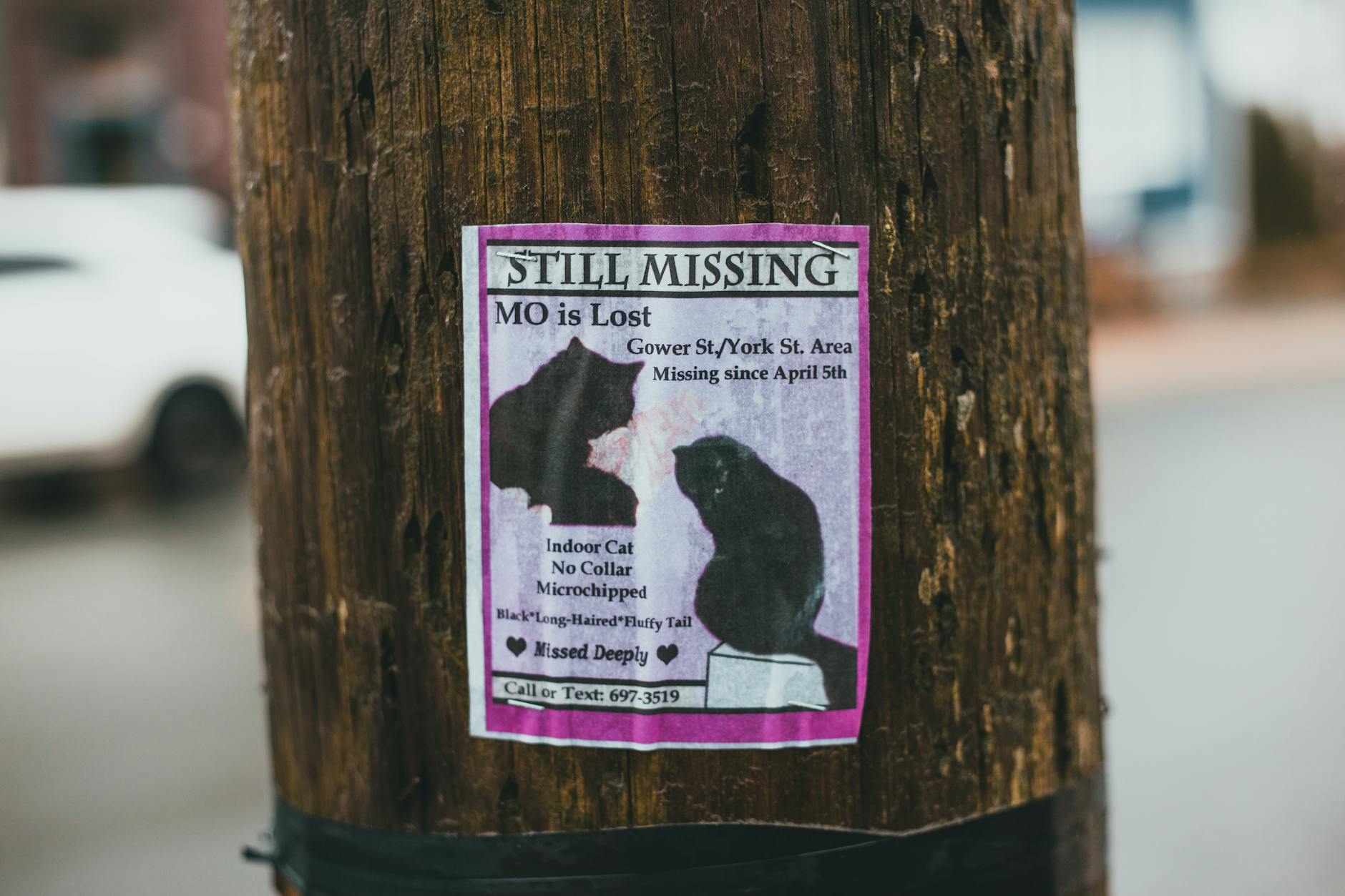 Missing Pet Poster