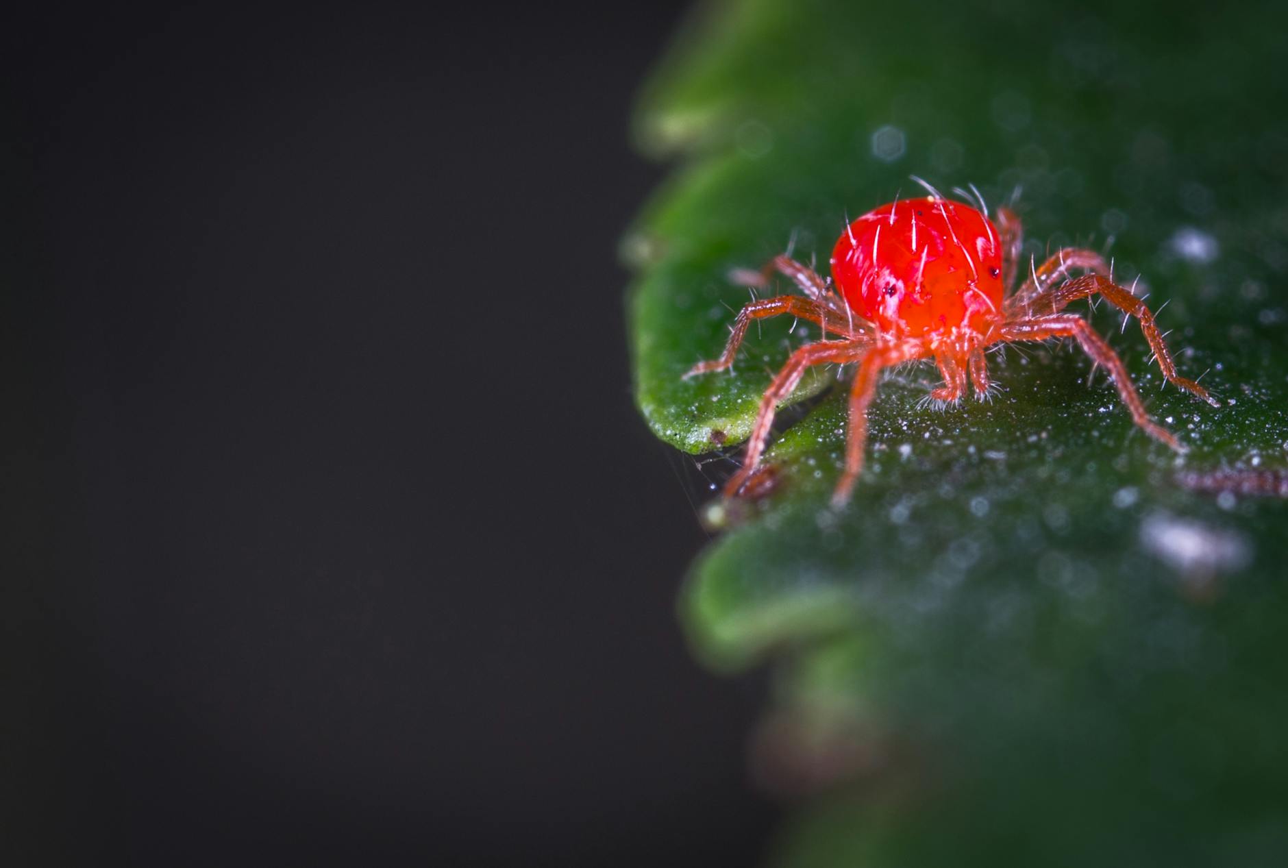 Spider Mites On Leaves