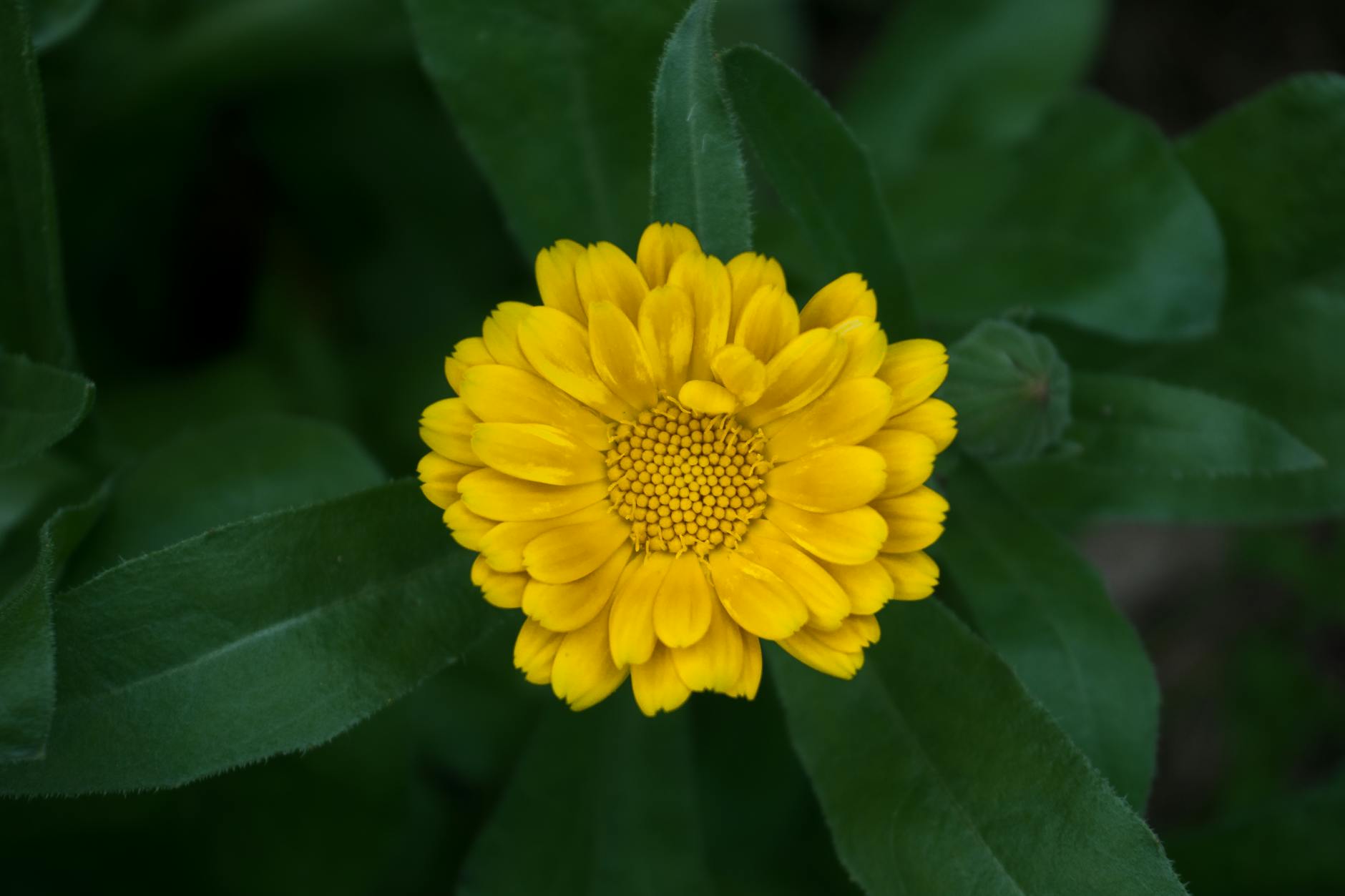 Calendula Flower